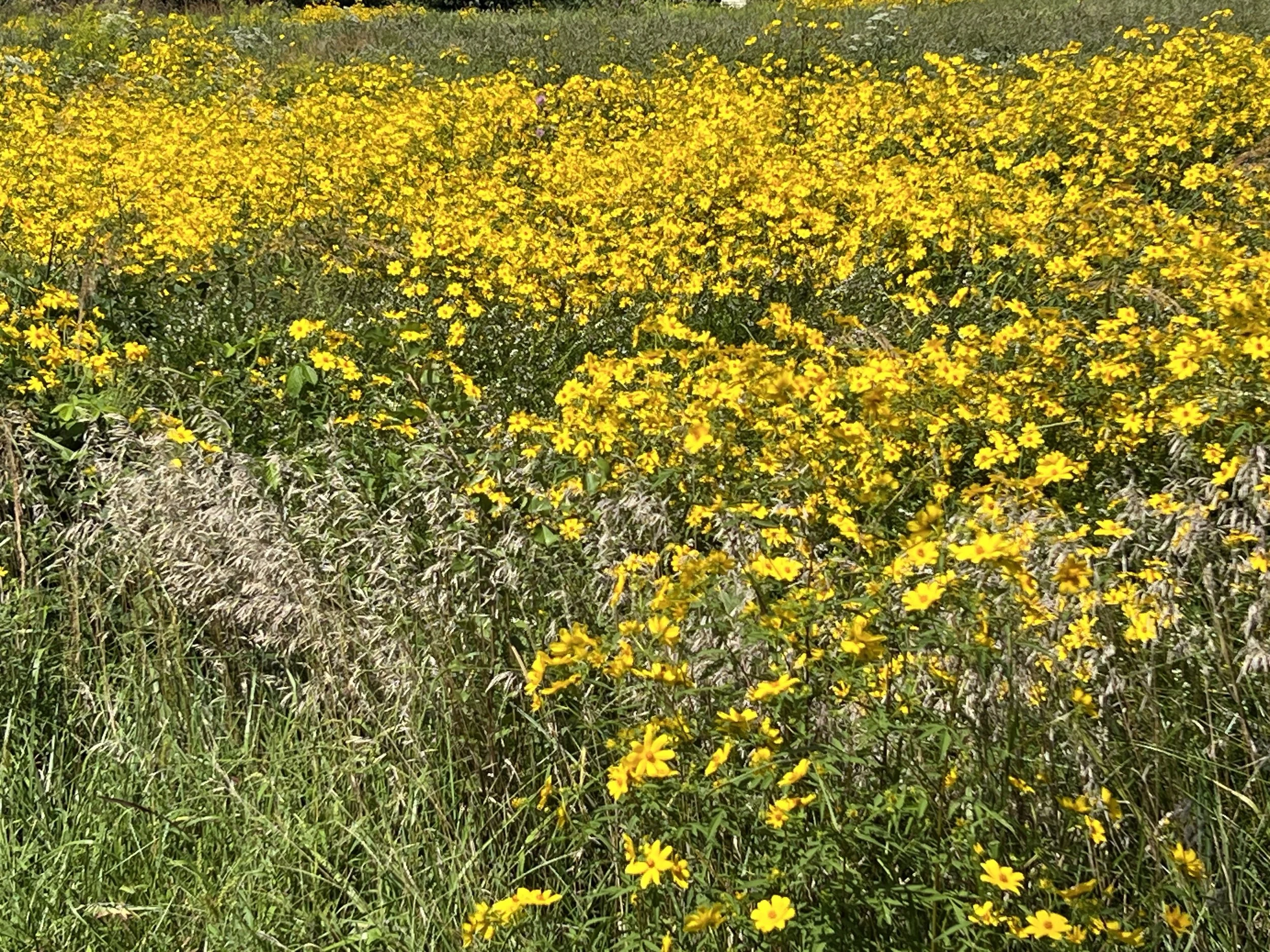 Renova "Swarm the State" Pollinator Forage Corridors across Virginia's Northern Piedmont.