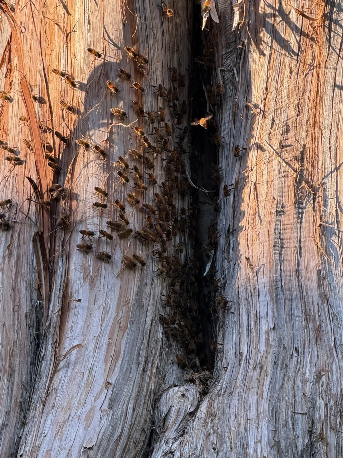 Renova Sustainable Agriculture, LLC for honeybee conservation across Virginia's Northern Piedmont region.