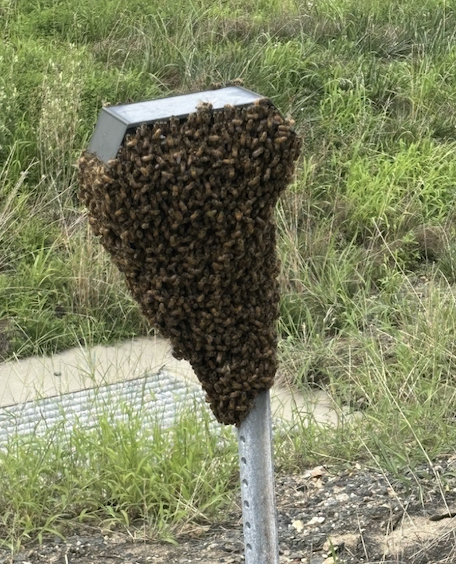 Renova even removes swarms off the EasyPass on I-66!