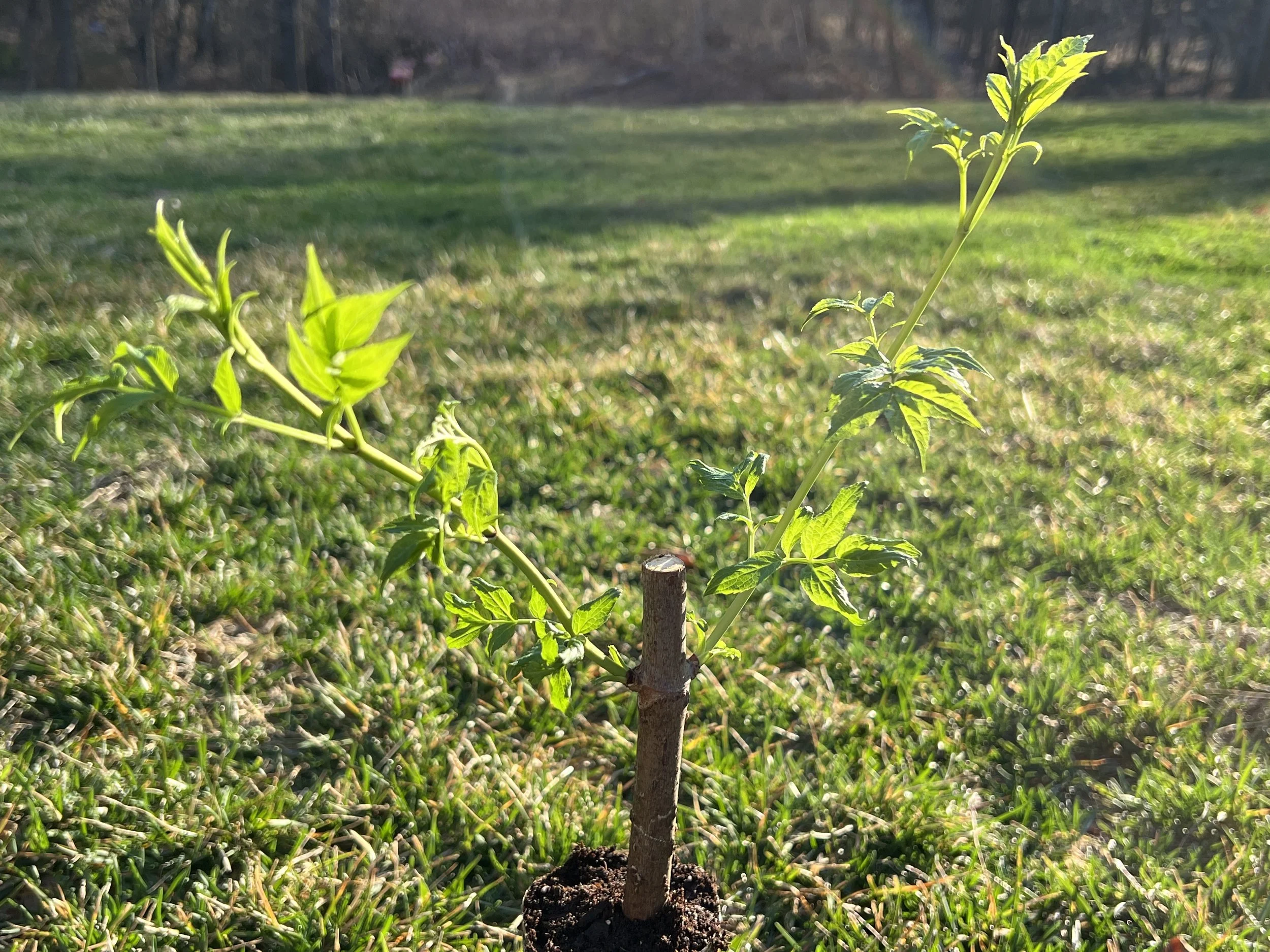Renova's Native Elderberry Potted Rootstocks.