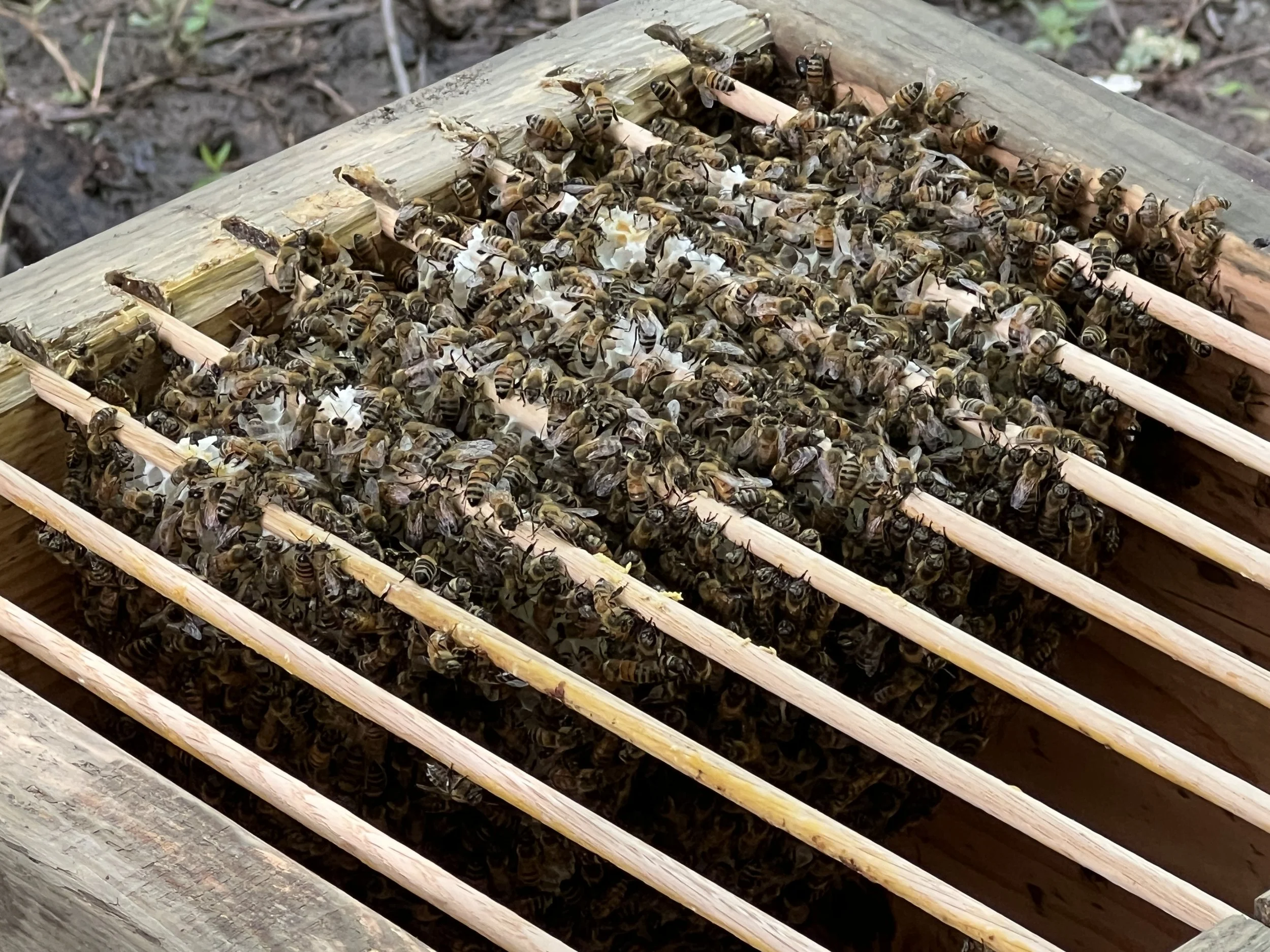 Renova Restoration Hive Nucleus Colony.