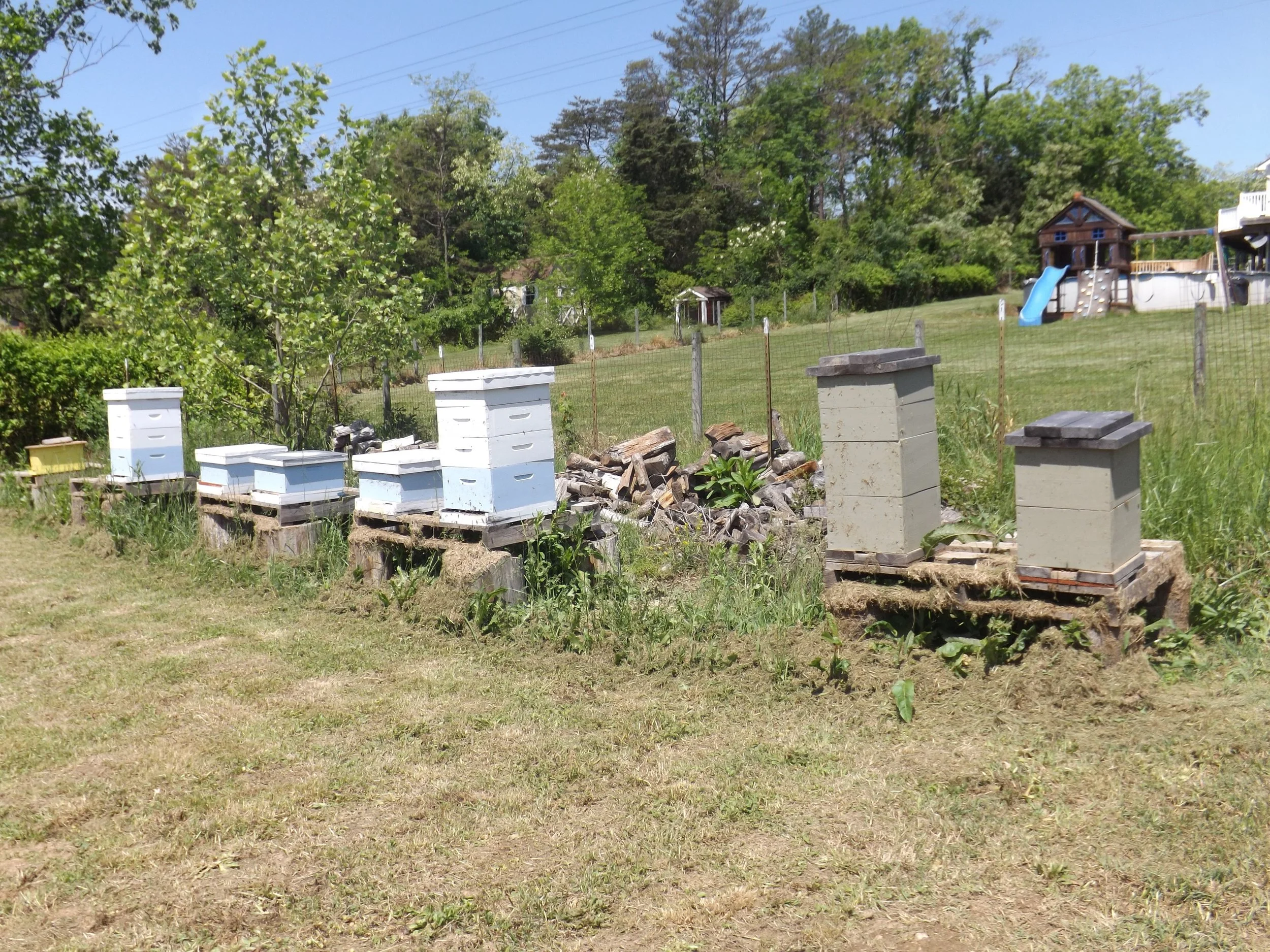 Small Apiary Outyard in the Valley.