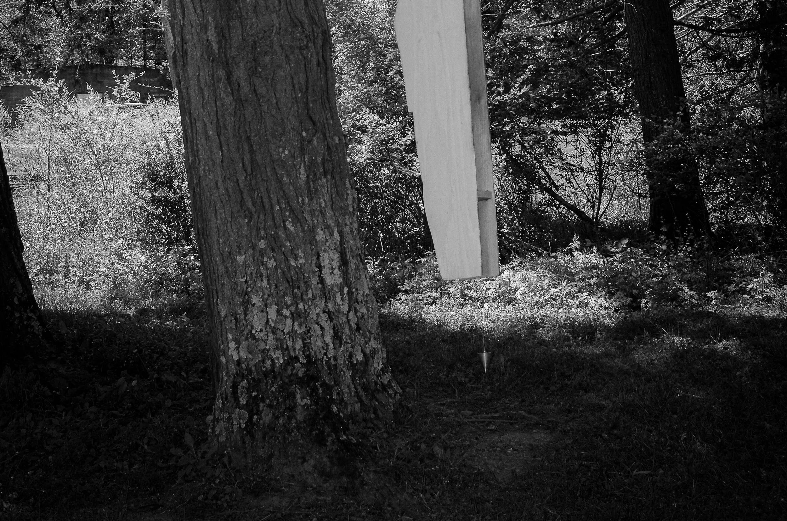 Measuring the Verticality of a Tree, 2026