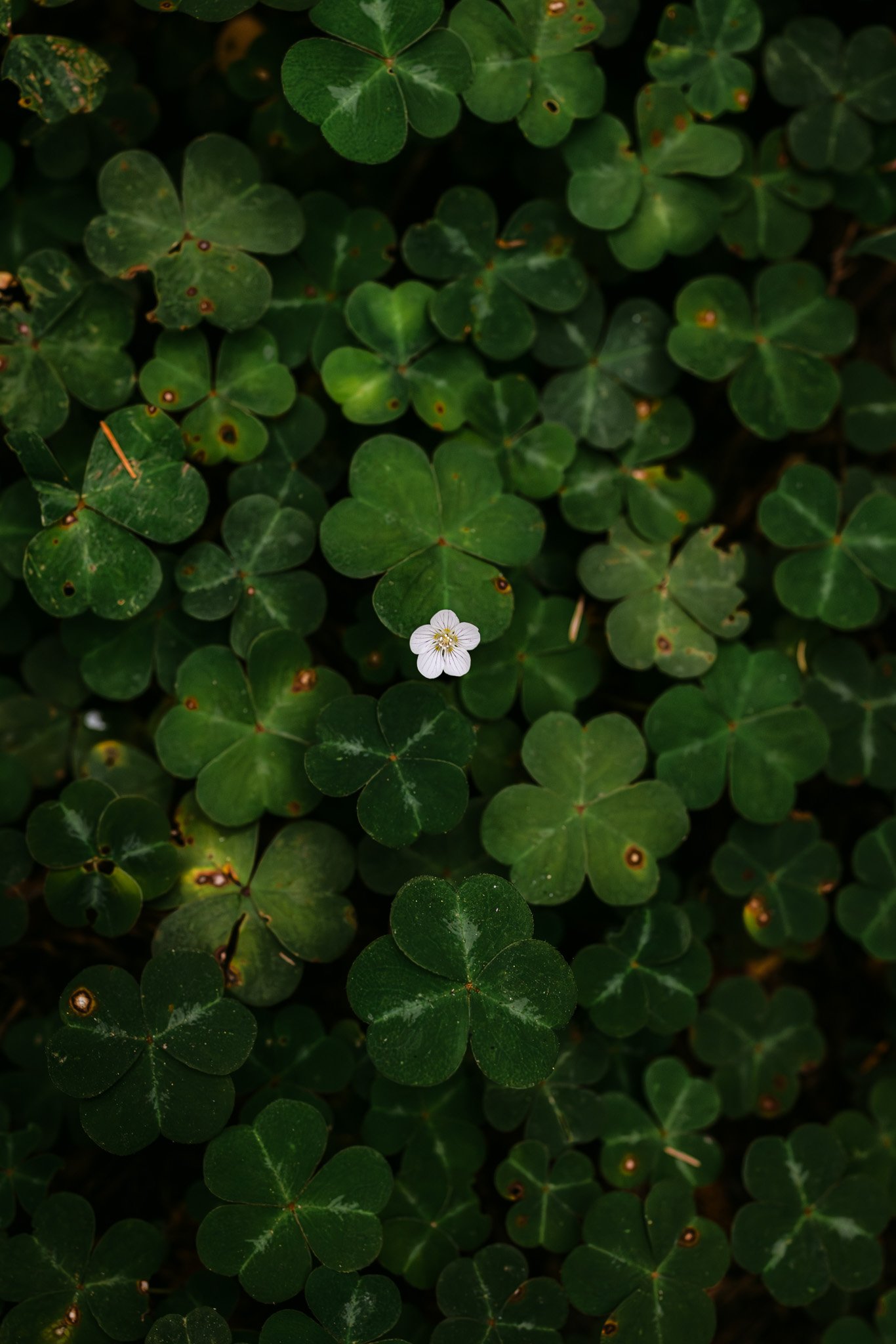 redwood surprise engagement 