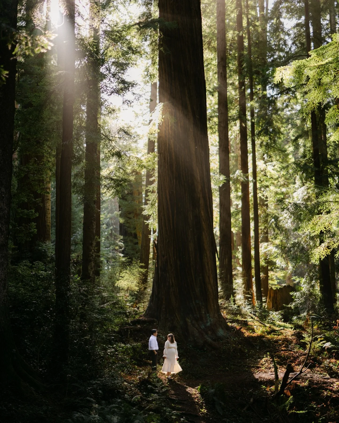 Celebrating a tiny new life among trees that have withstood centuries. 

Here&rsquo;s your sneak peeks @gabbi.van.p and @_alexpalomino 

Redwoods photographer, Humboldt County, California maternity

#humboldtcountyphotographer #RedwoodPhotographer