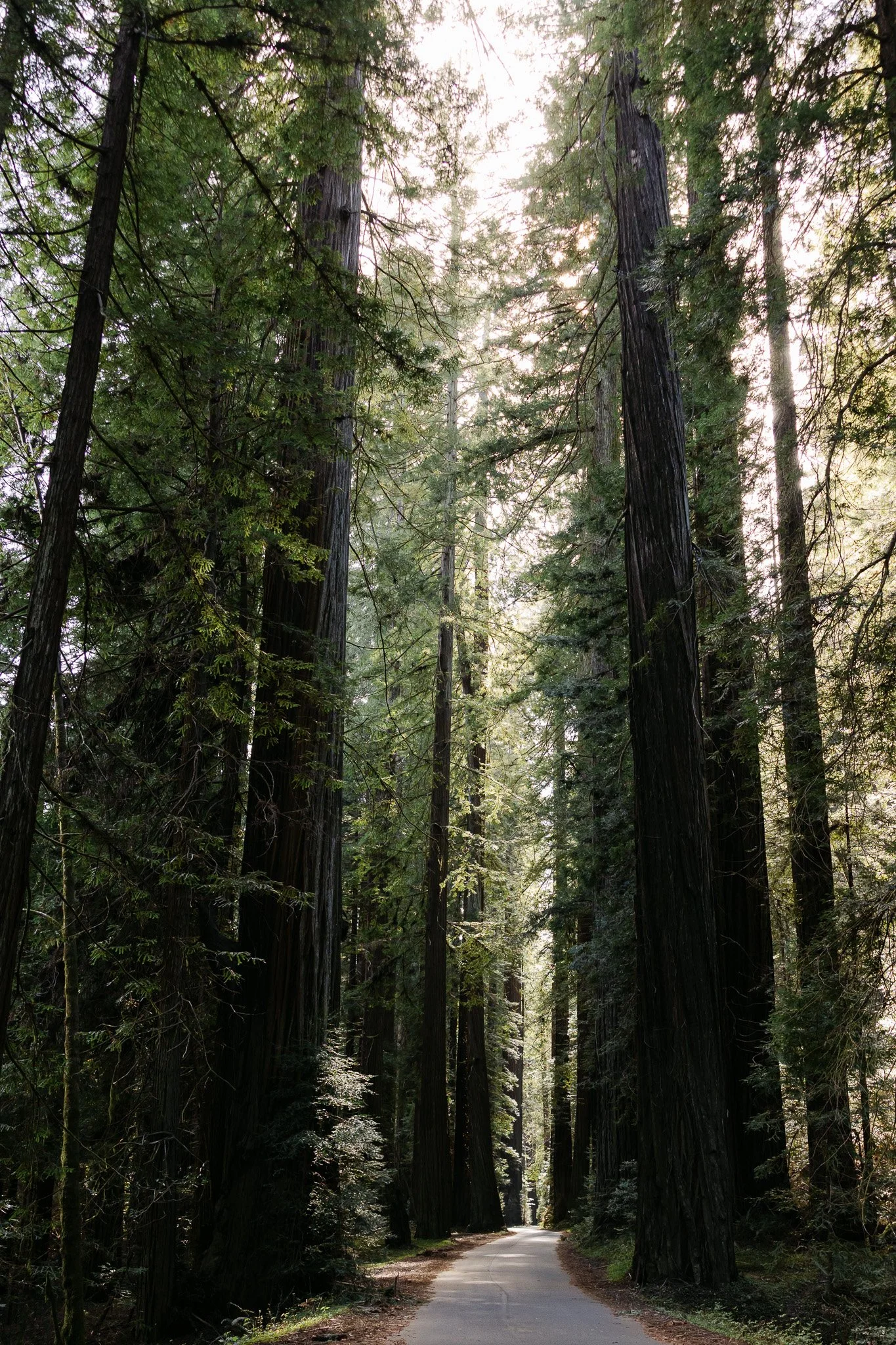 Avenue of the Giants