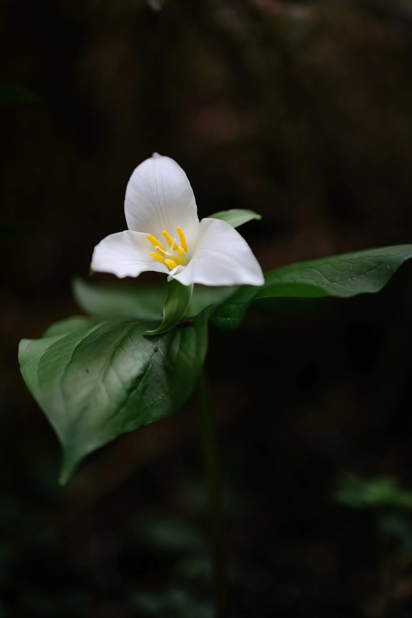 Redwood Surprise Engagement 