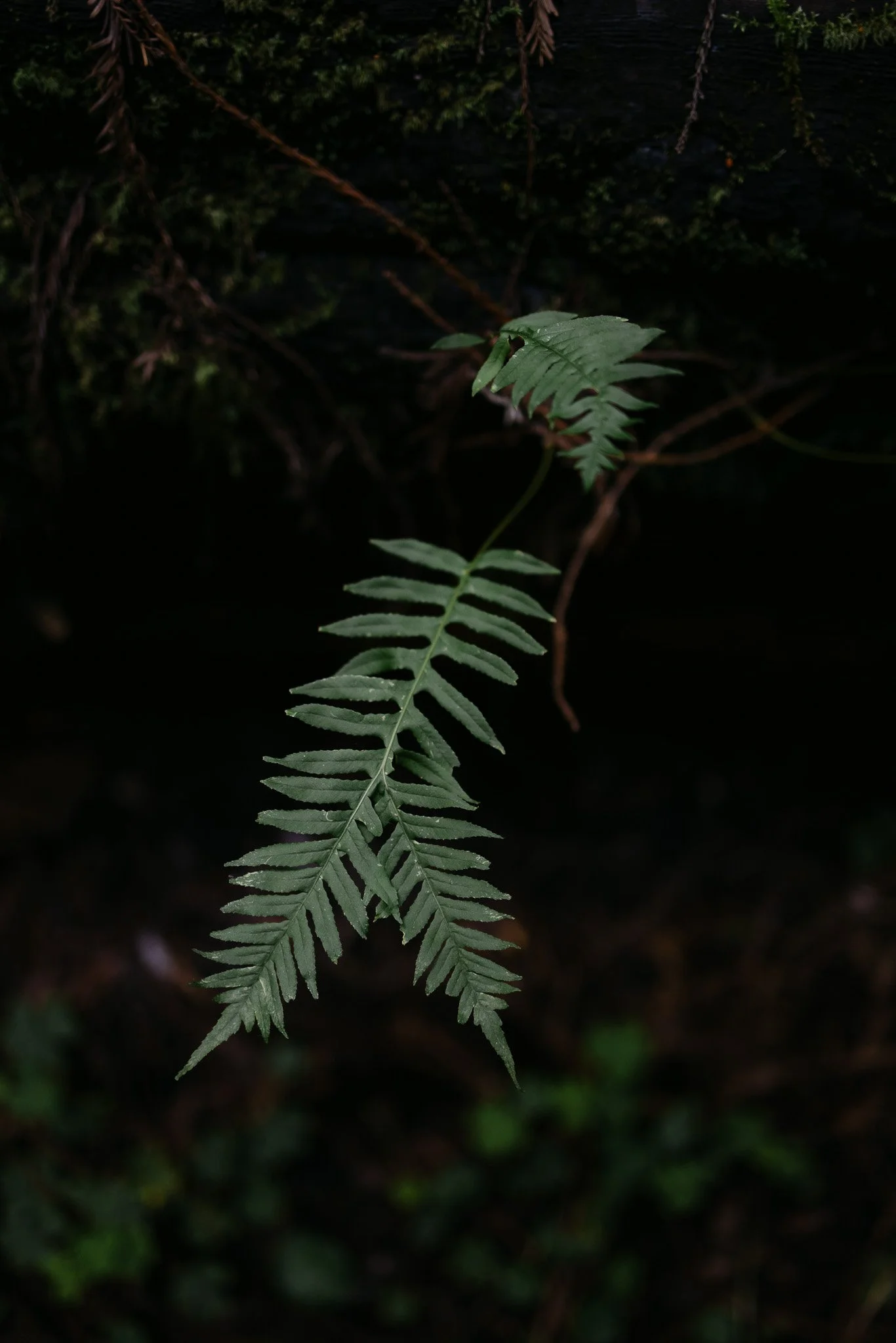 Redwood Surprise Engagement 