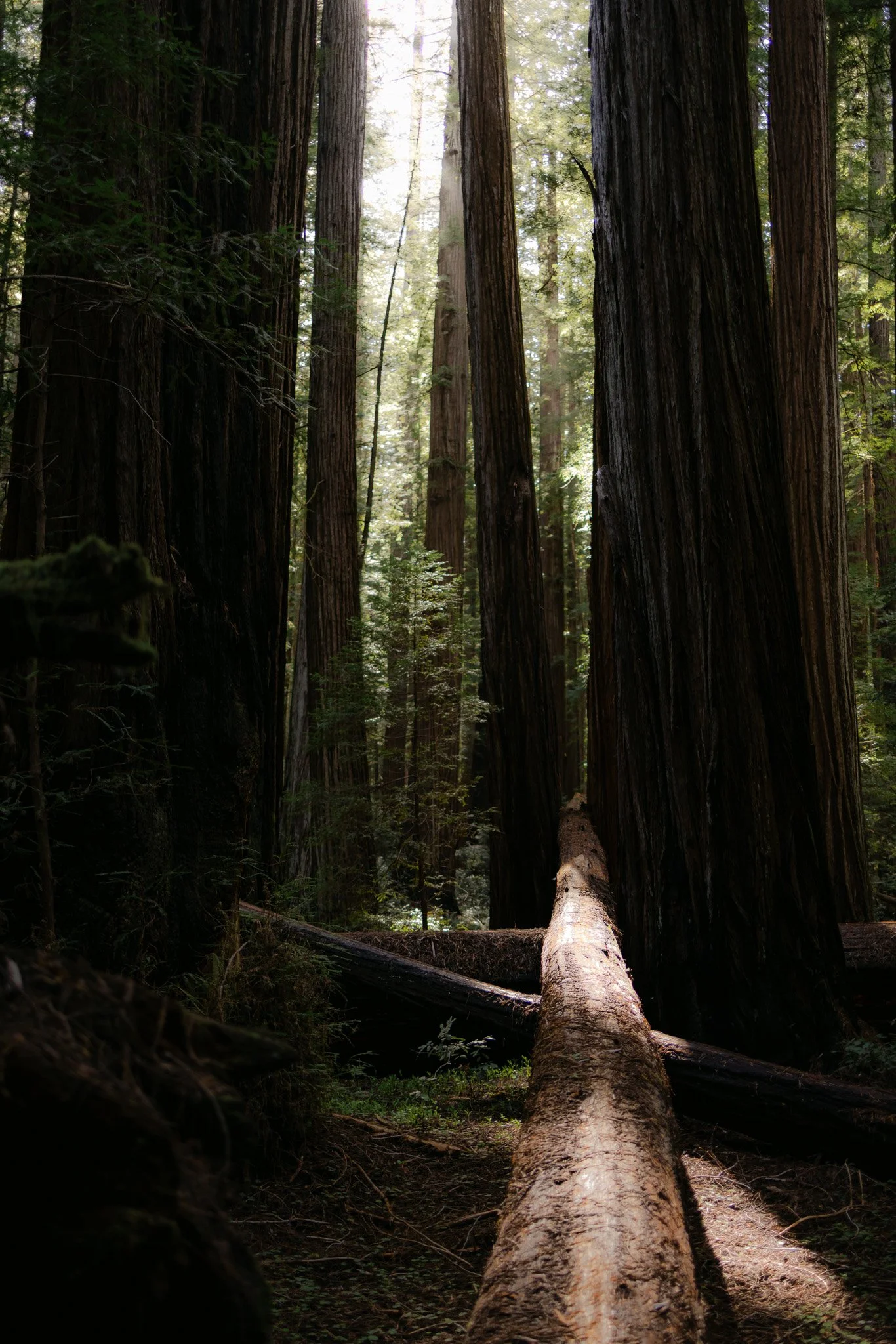 Redwood Surprise Engagement 