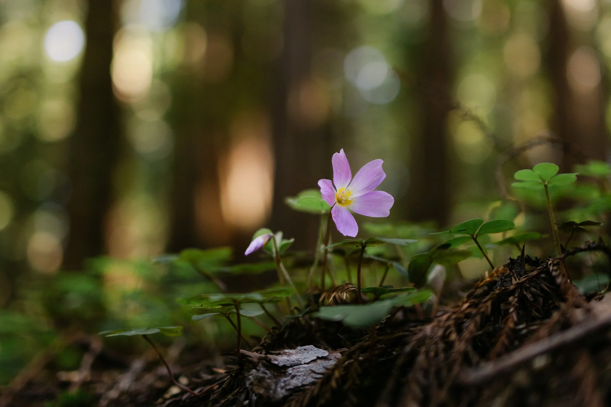 Redwood Surprise Engagement 
