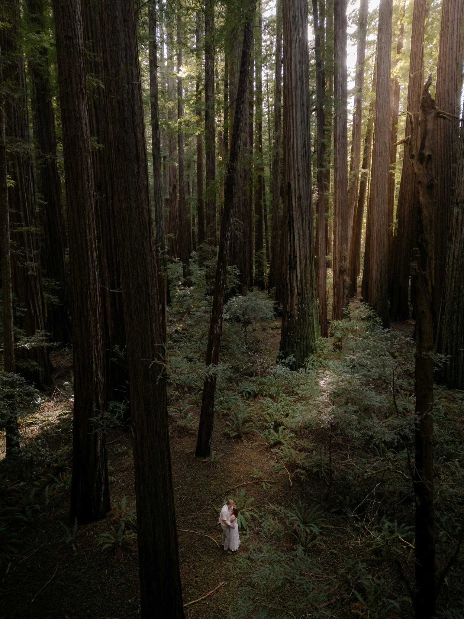 Redwood Surprise Engagement 
