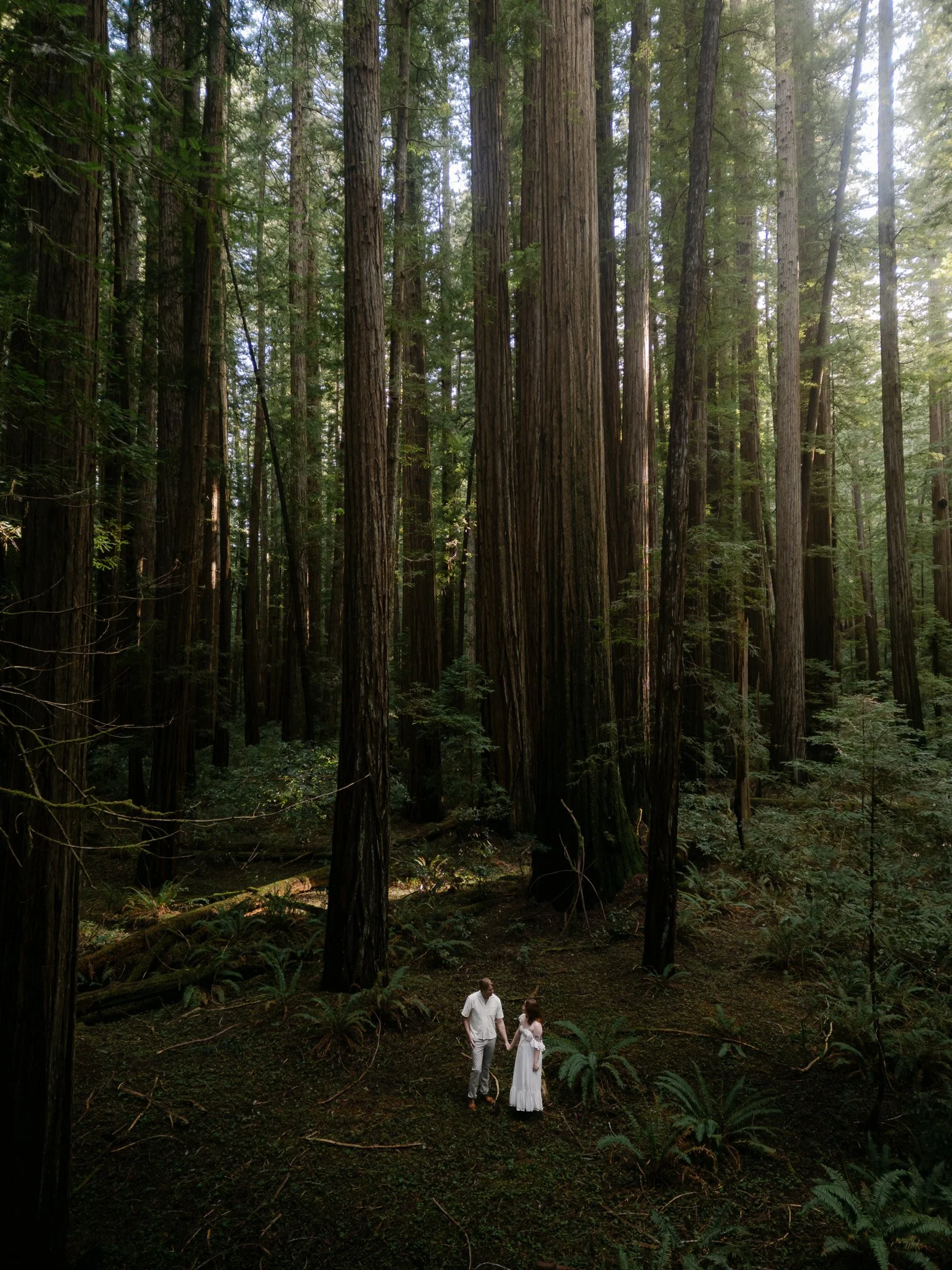 Redwood Surprise Engagement 