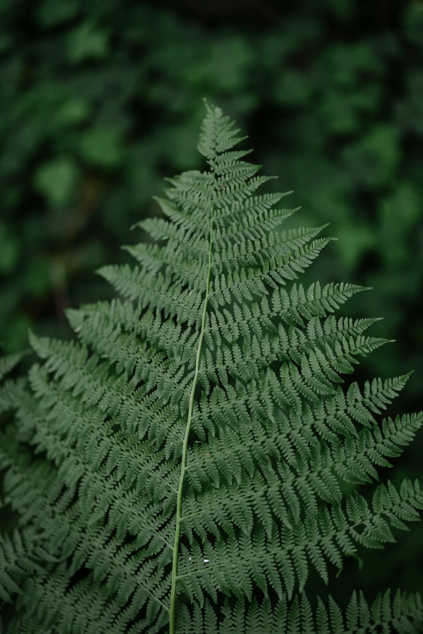 257A5624.jpg