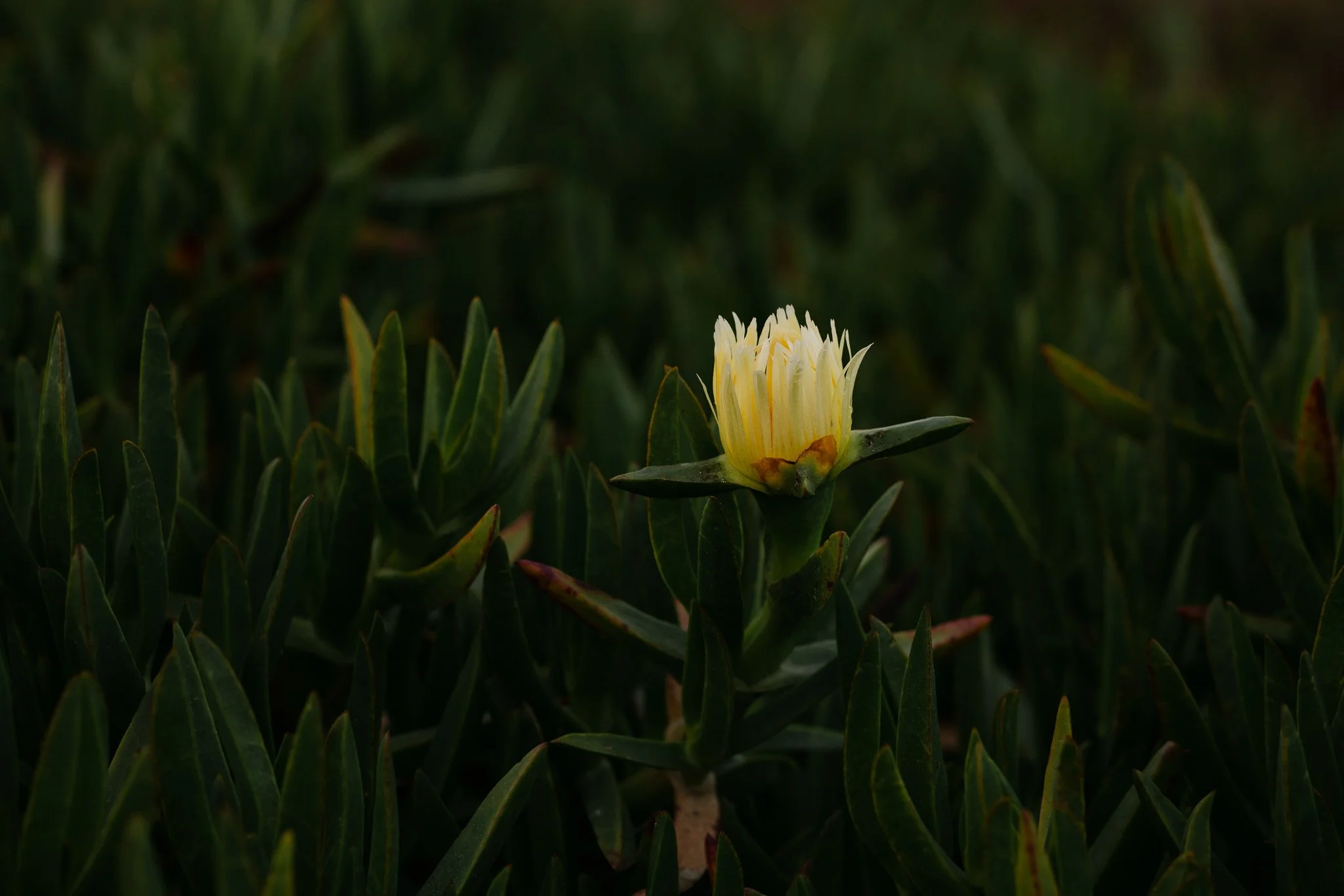 152A9426.jpg