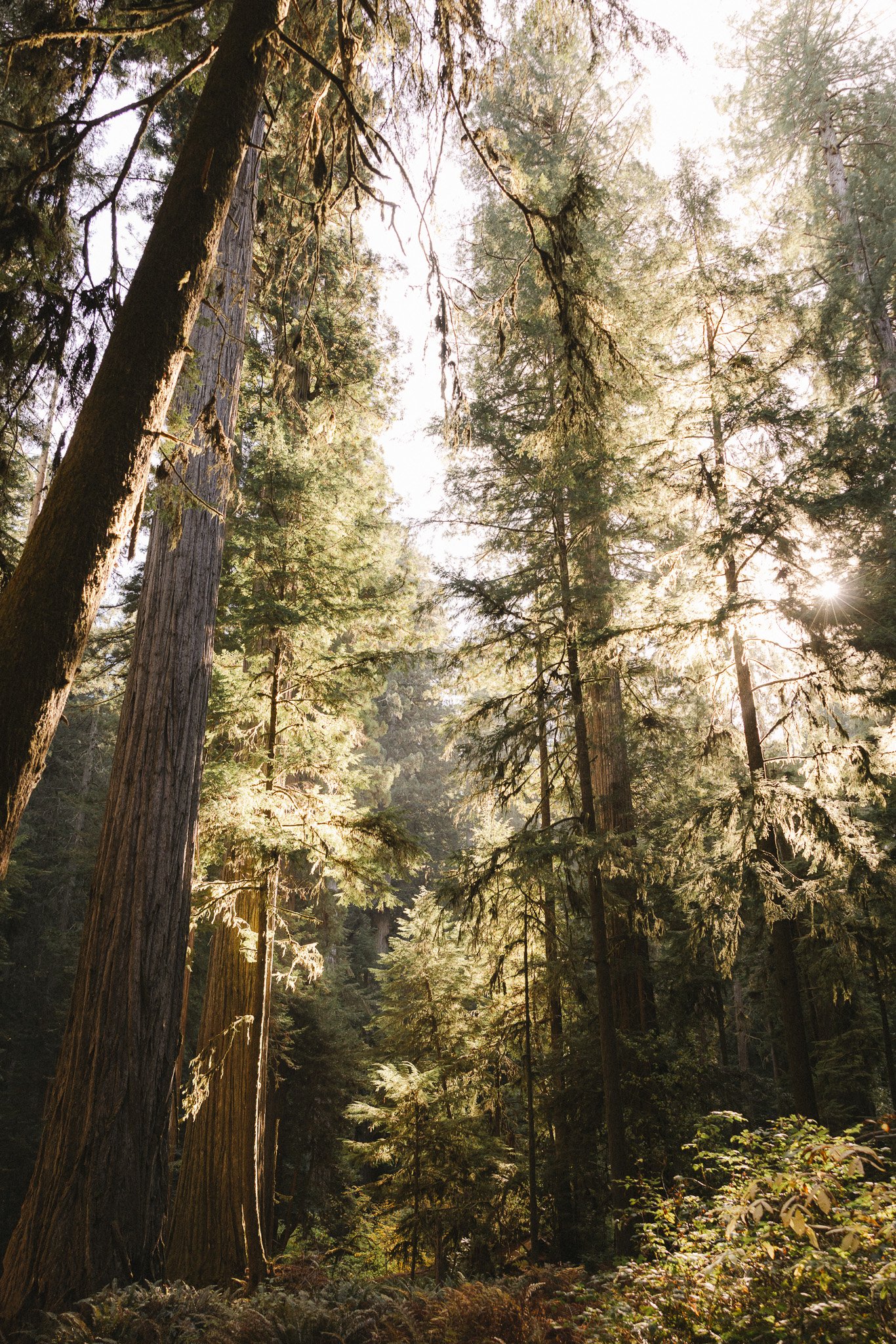 Amazing Redwood Forest Facts: What Makes Northern California’s Redwoods So Special
