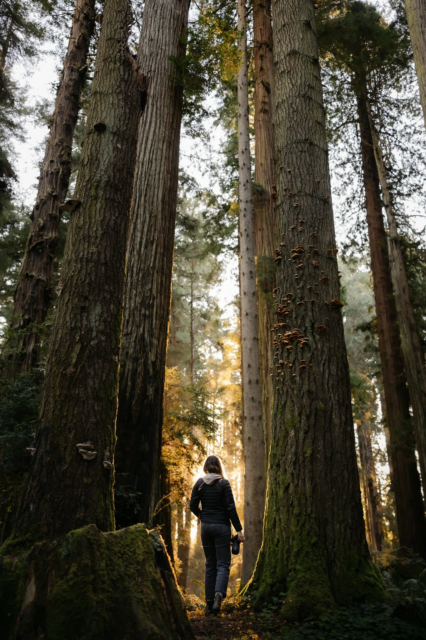 A person walking through a forest with tall trees, sunlight streaming through, and some mushrooms growing on the trees.