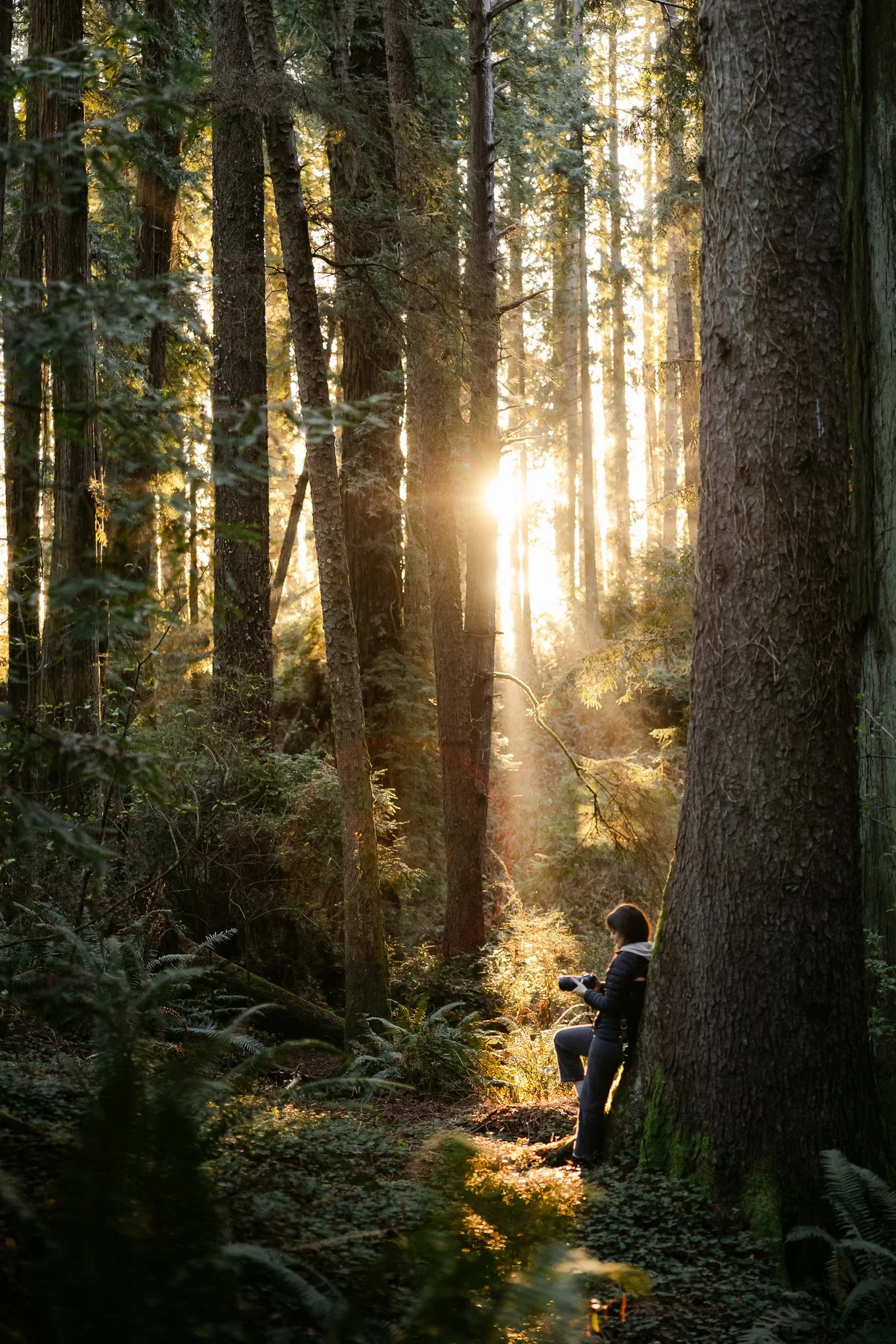 A person sitting against a large tree in a dense forest during sunset, with sunlight filtering through tall trees and a camera in hand.