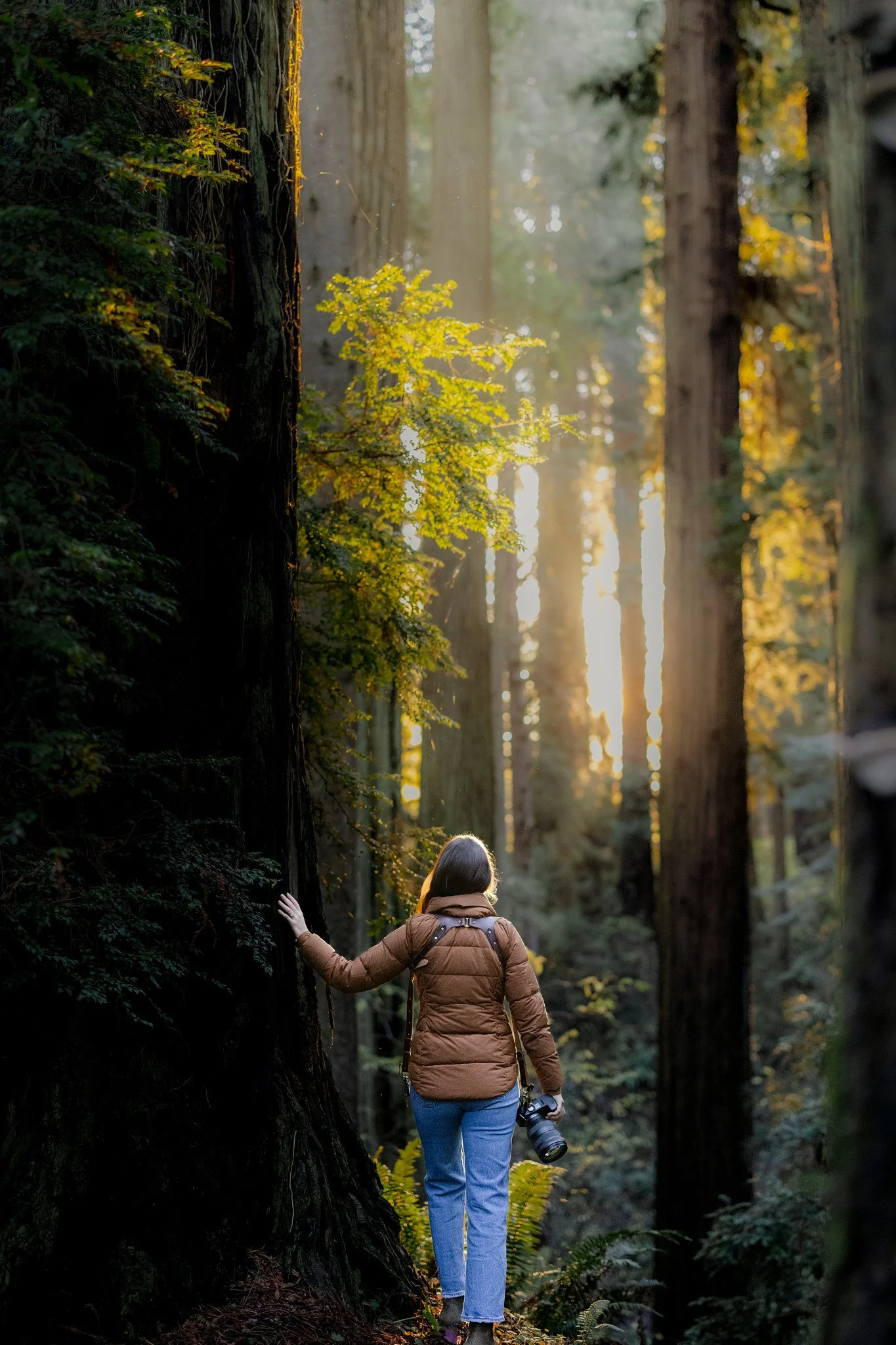 Bethany is standing in the redwoods during sunrise with a camera in hand the trees are so tall all around her and the light is just breathtaking. you can see speckles of light with the dust in the air. it is whimsical and timeless