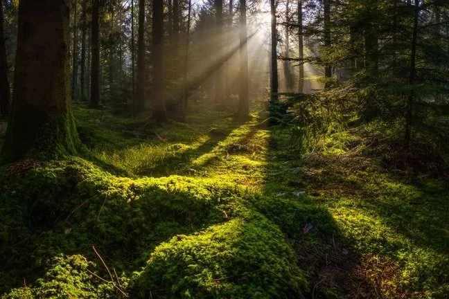 Unearthing the three-fold value of restoring land