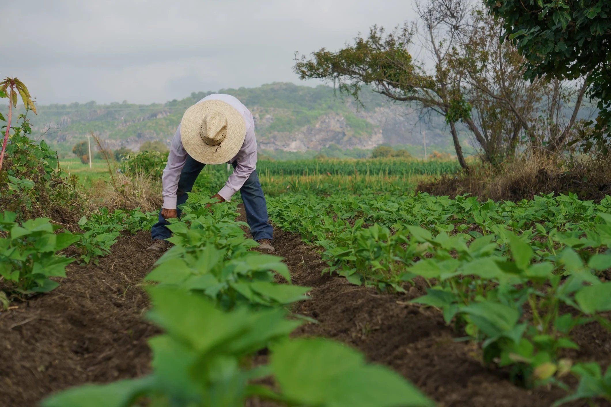 What is the opportunity for humanity in restoring degraded agricultural lands?