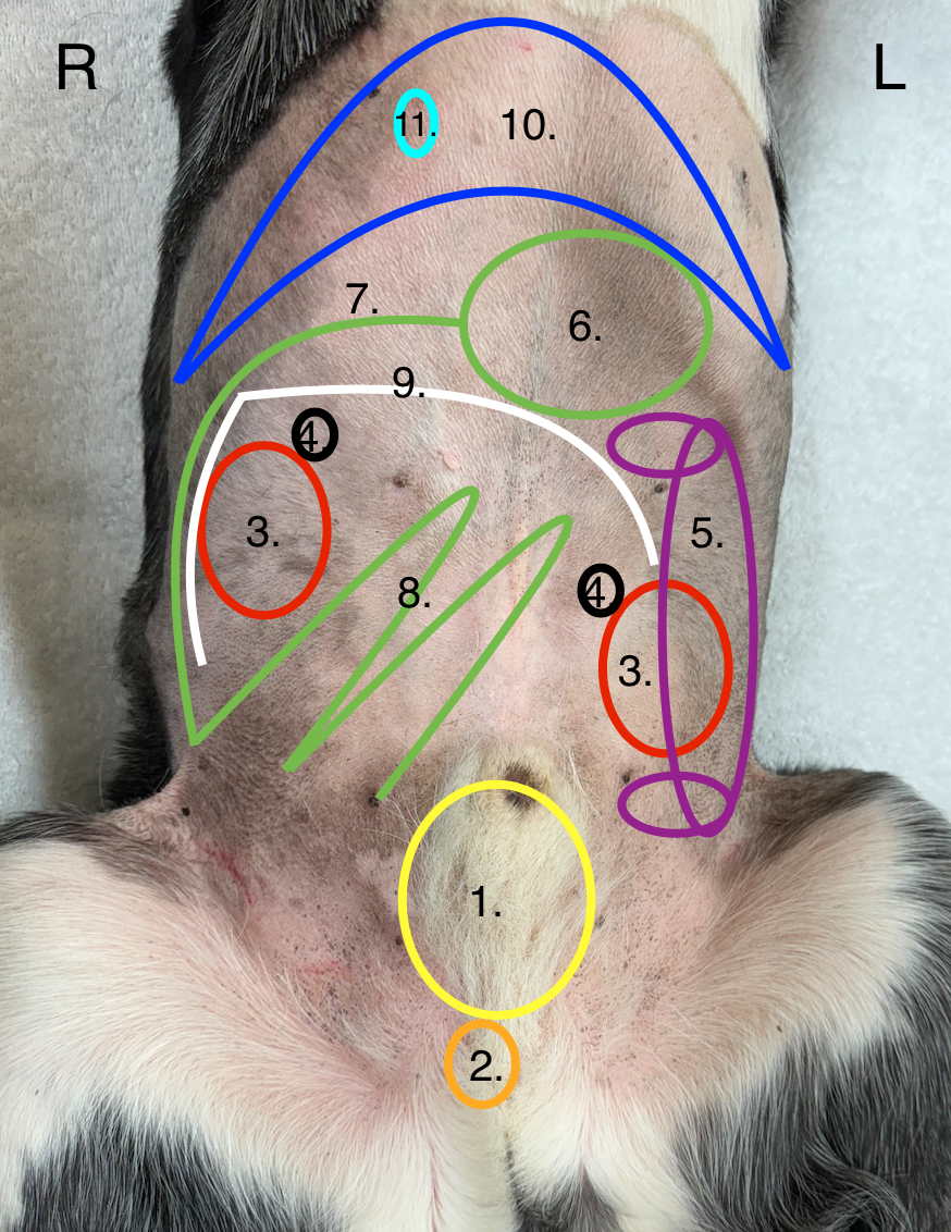 The Best, Most Rudimentary Anatomical Diagram