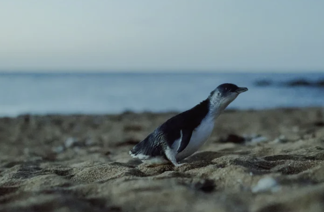 A Year With Bicheno’s Penguins