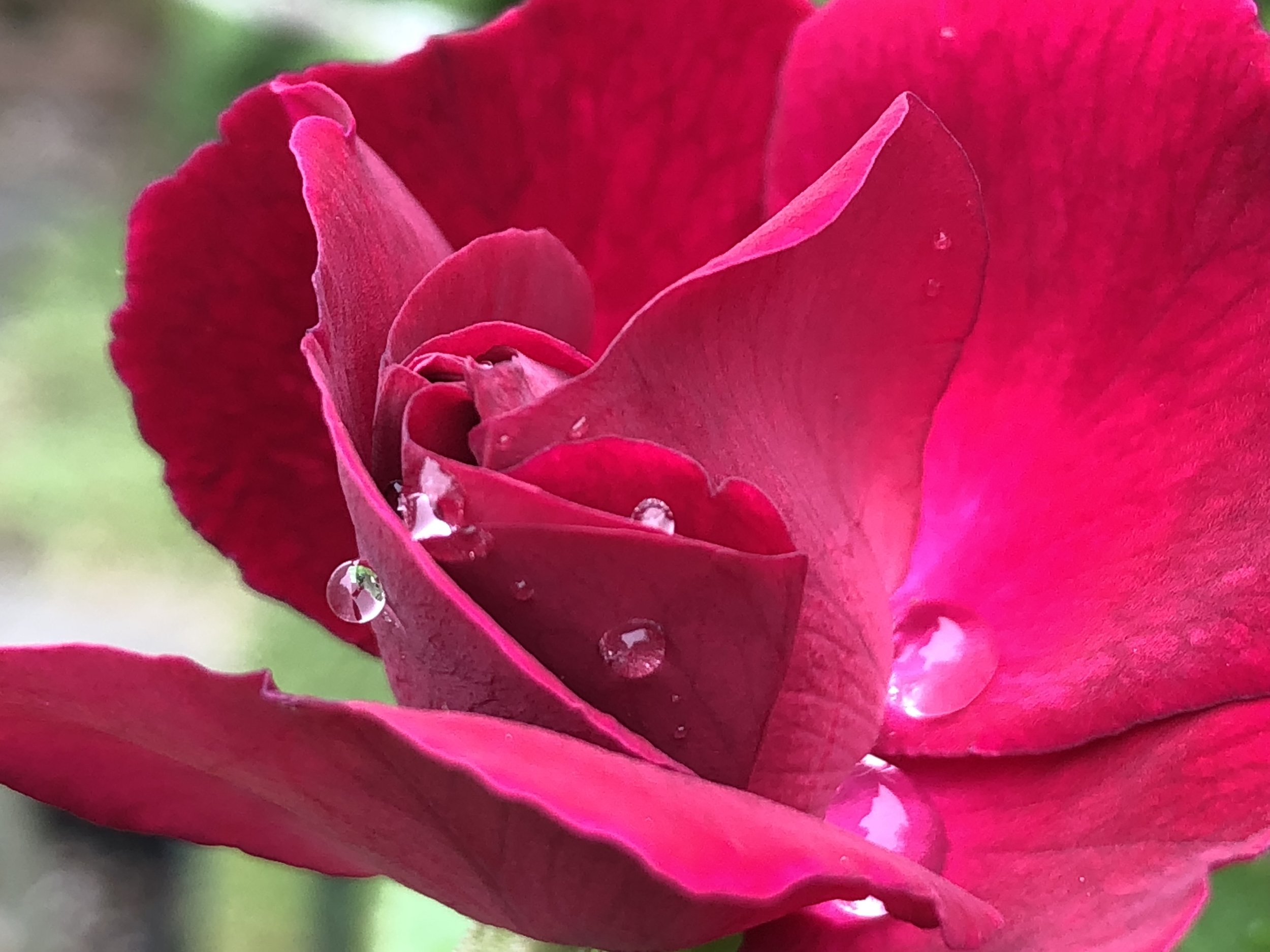 Gina DeSantis Piccolo.jpeg