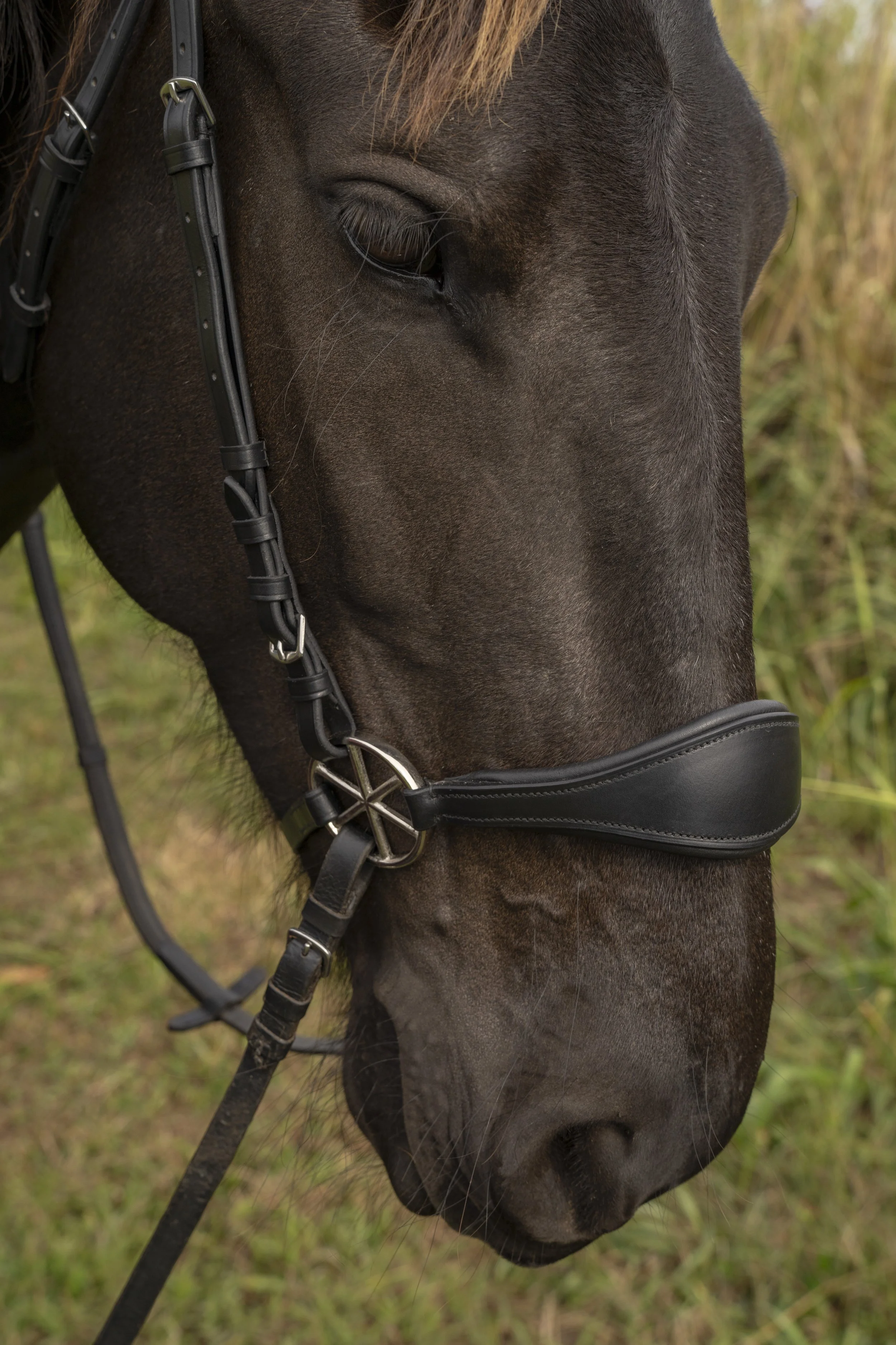 Bridle_8.jpeg