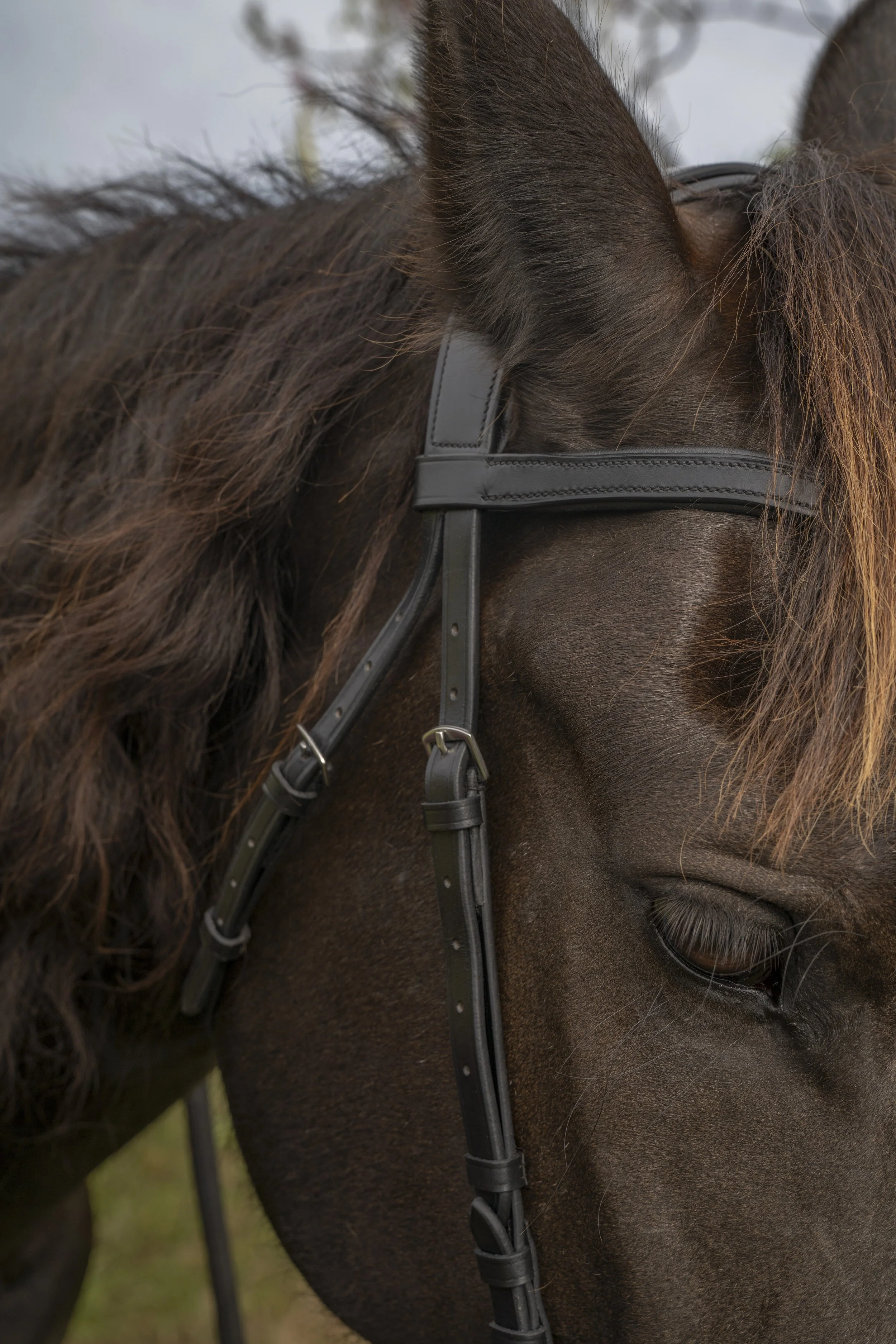 Bridle_7.jpeg