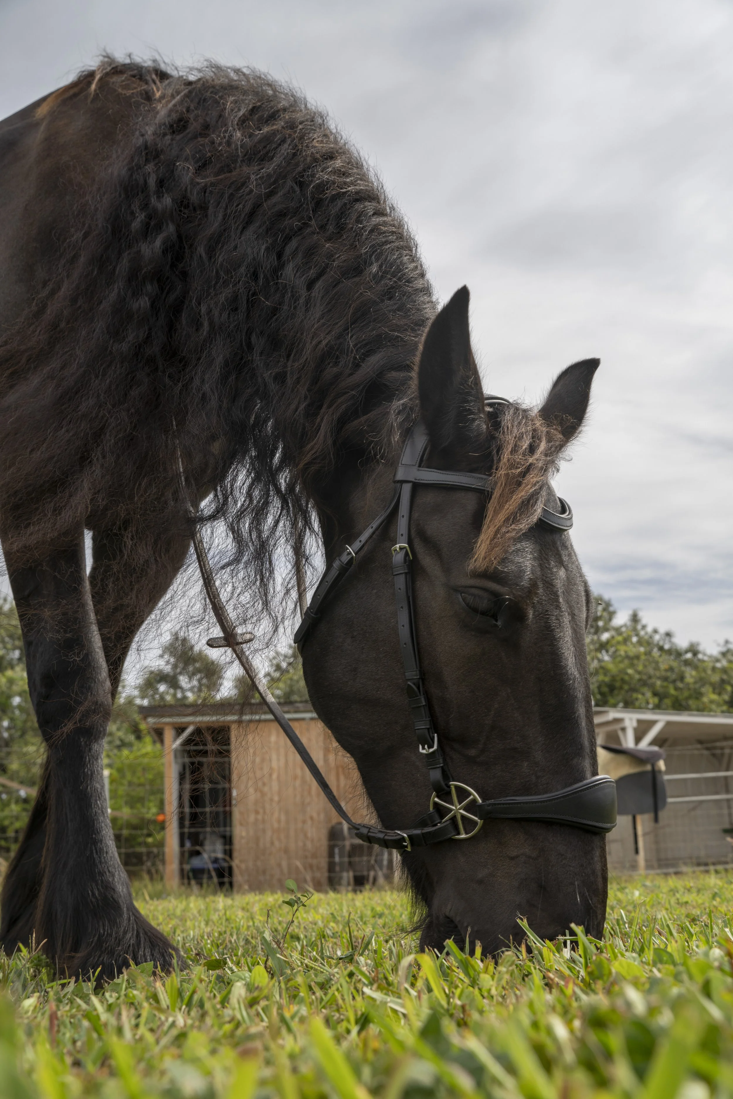 Bridle_11.jpeg