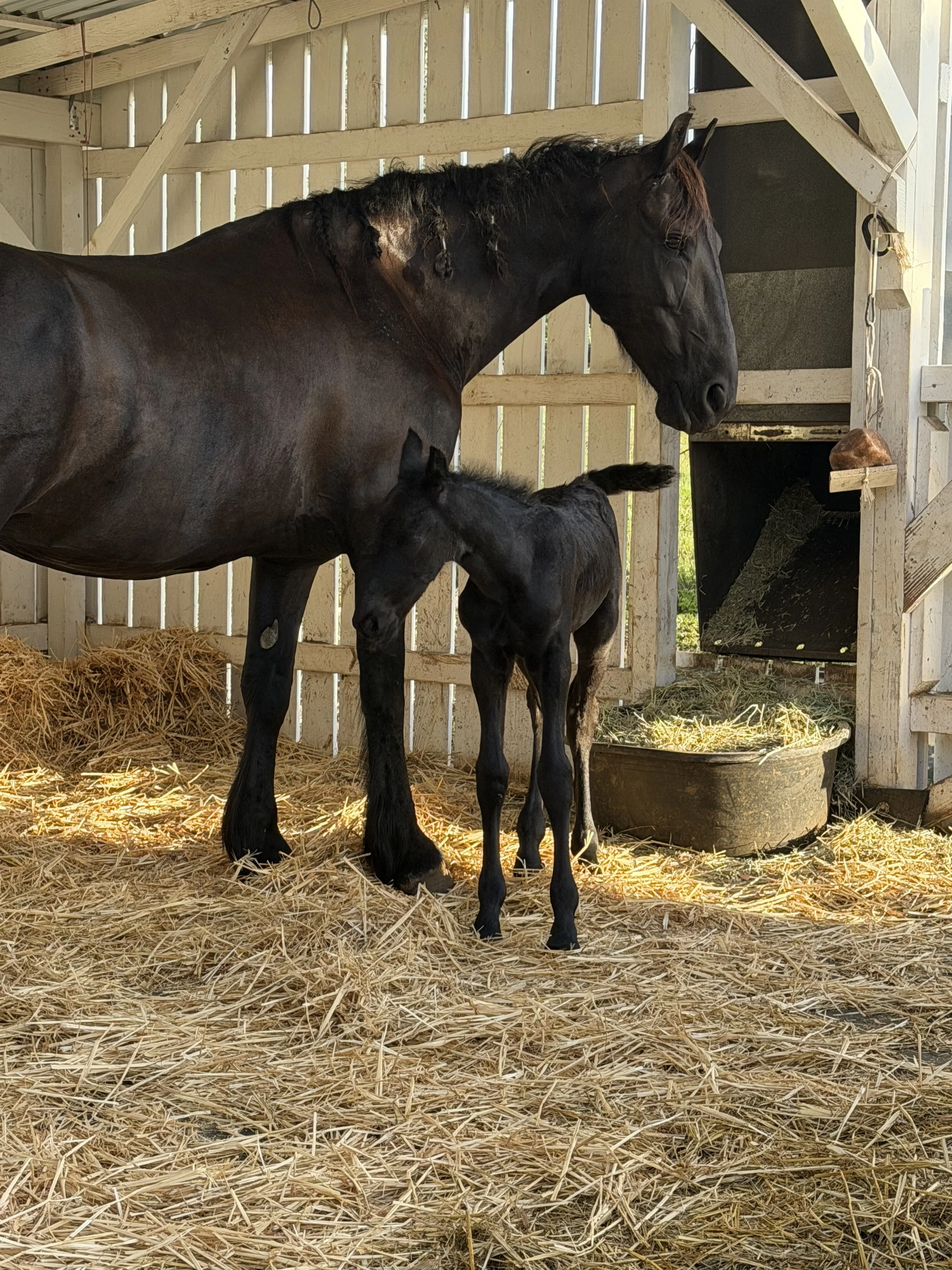 The Automatic Stable. Barn Systems that provide function and flow. 