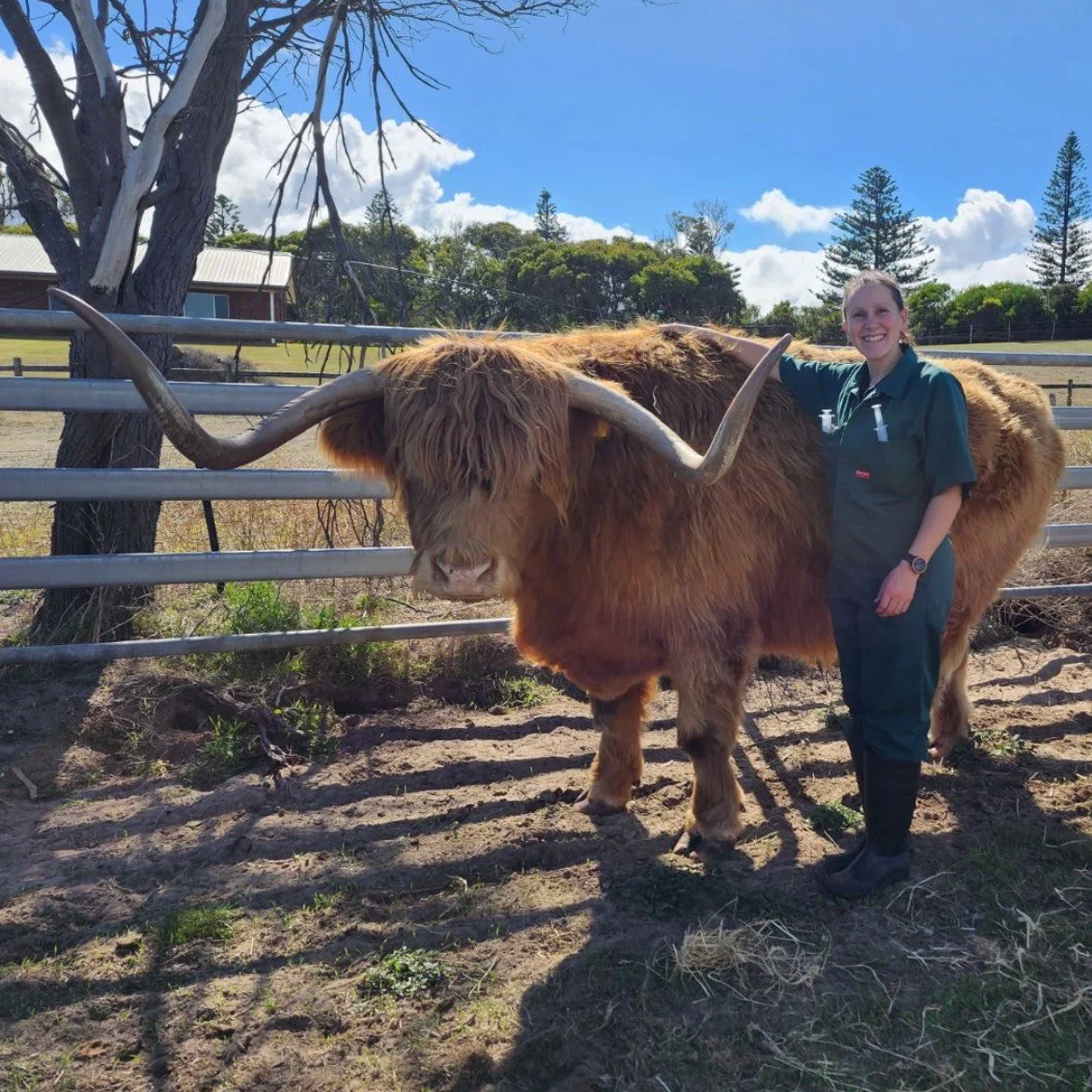 A cow and a calf standing in a grassy field with trees in the background.