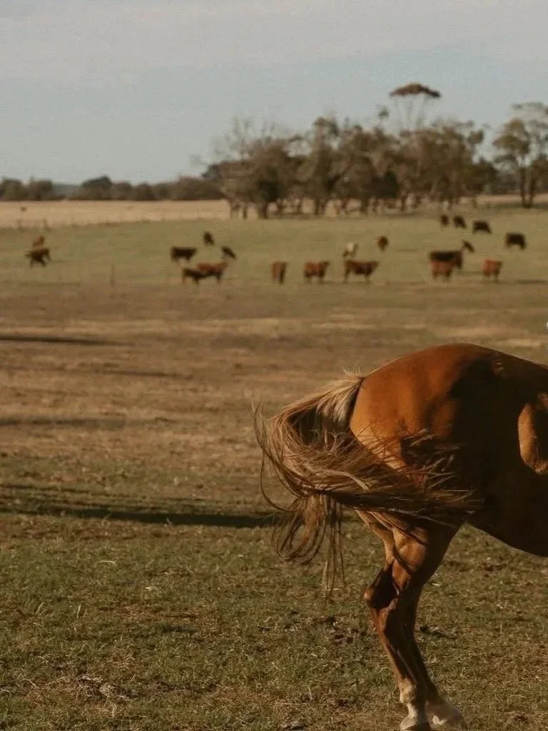 White pony standing outside near a bush with red flowers, in front of a building with a sign reading 'Gambier Vets' and a red line graph on the wall.