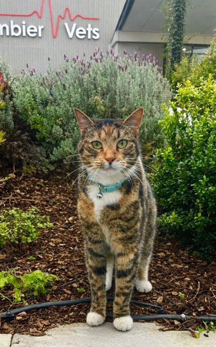 A tabby cat with a collar and bell, standing on a surface in front of a window.