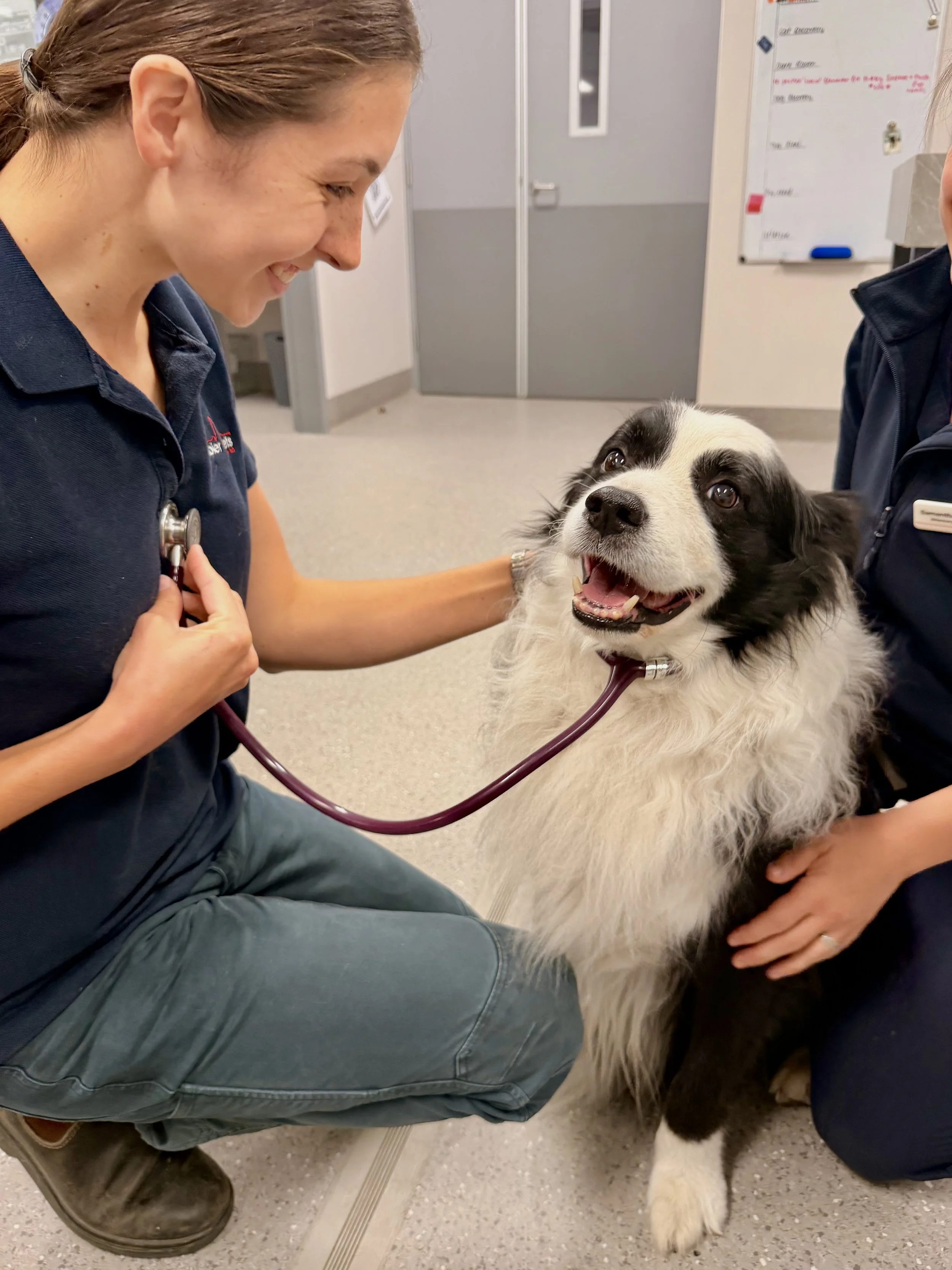 A man and woman, both in veterinary uniforms, standing outside Gambier Vets clinic during daytime.