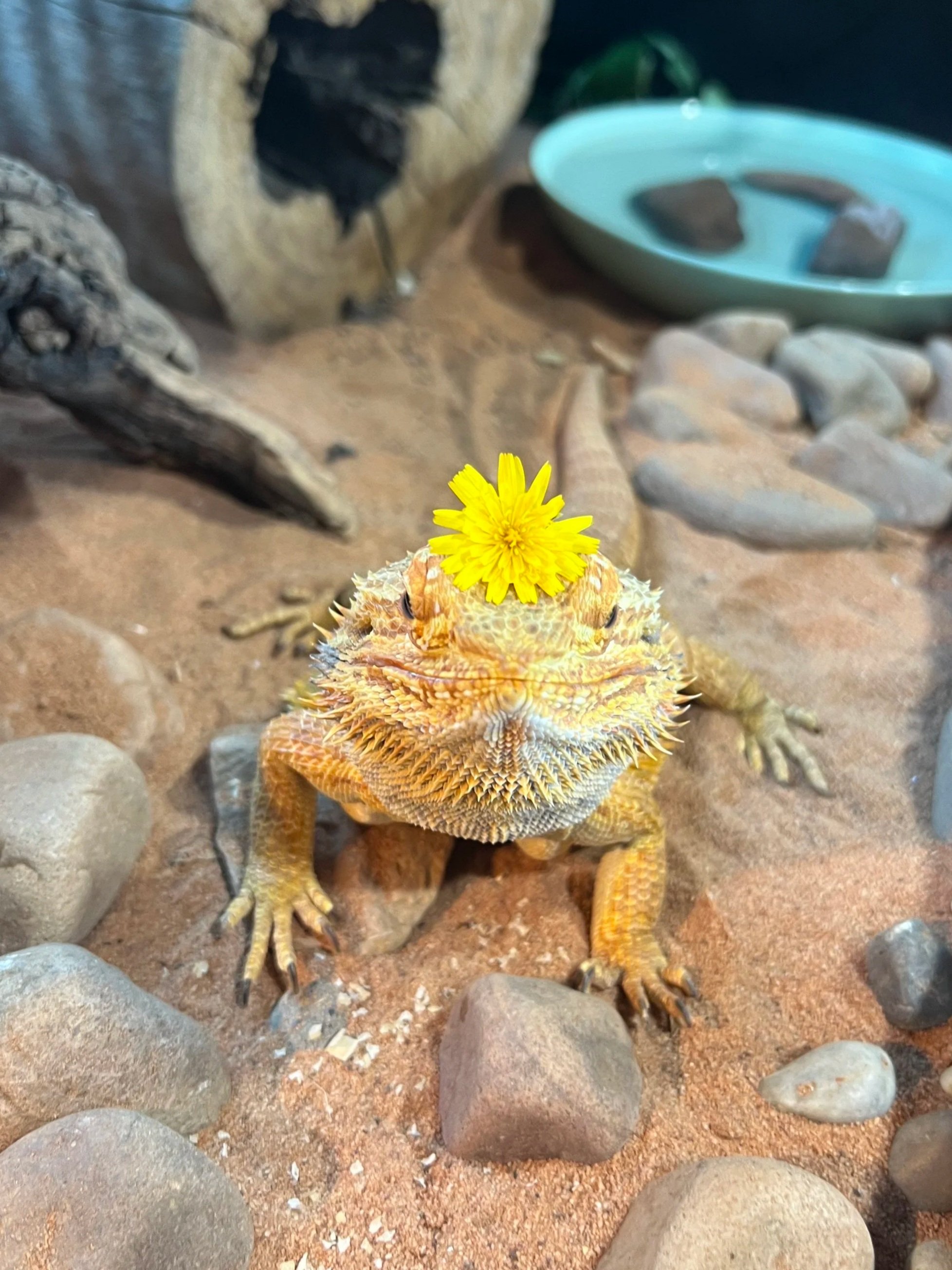 A bearded dragon lizard resting on a rock with grass and plants in the background.