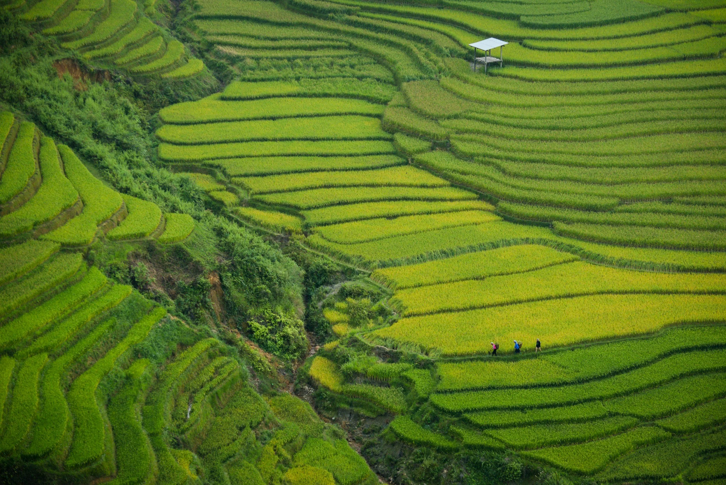 Terraced green rice paddies on a hillside with three people walking along a narrow path.