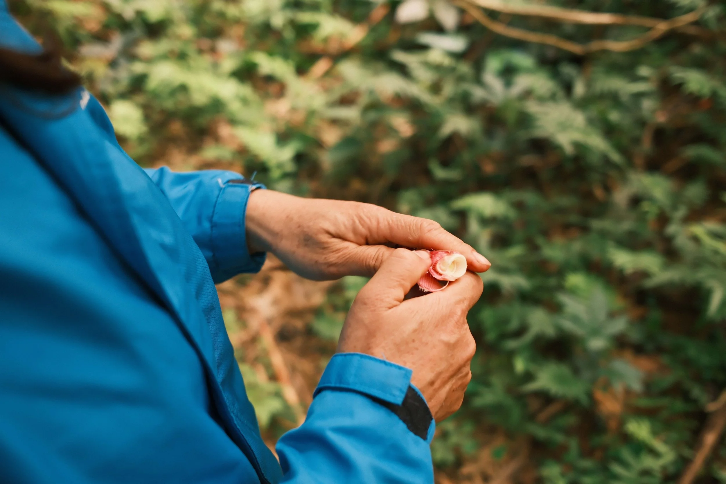 Person in a blue jacket holding a small cream-colored mushroom with a red edge.