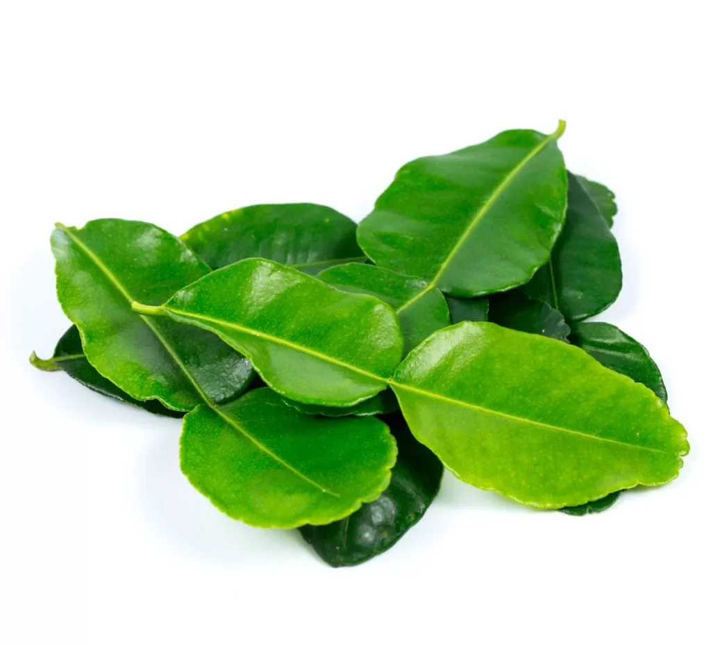 Kaffir-lime-leaf-1024x929.webp