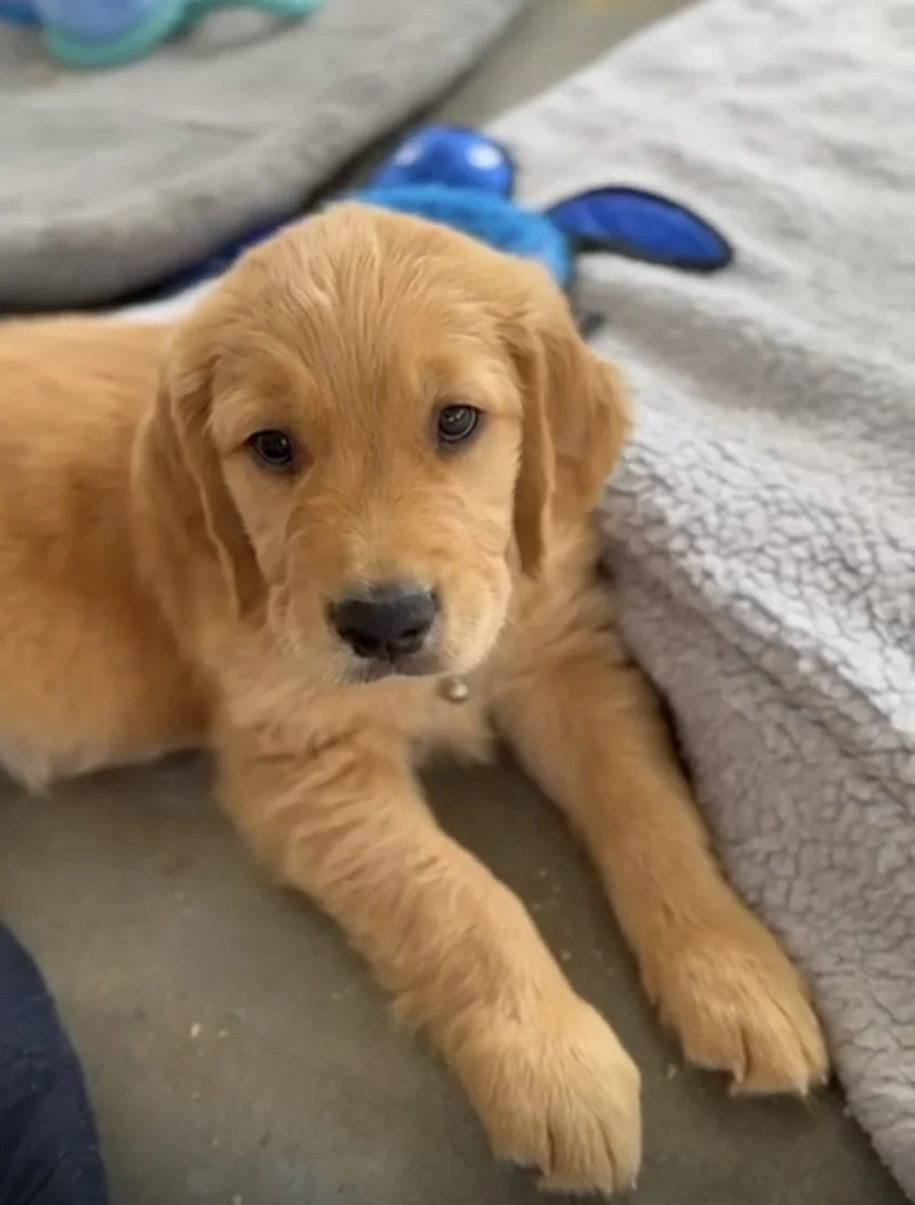 Woman holding two puppies