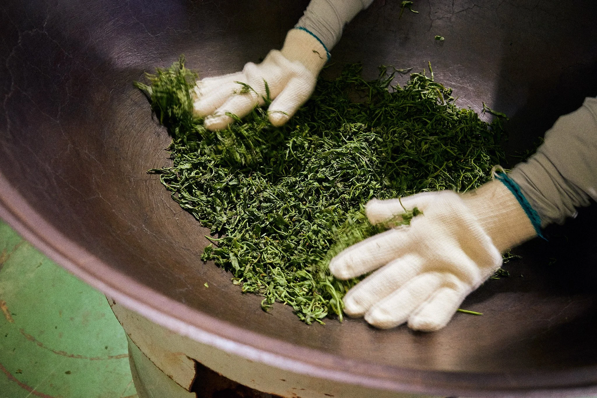 Person wearing white gloves handling green plant material inside a large metallic basin or container.