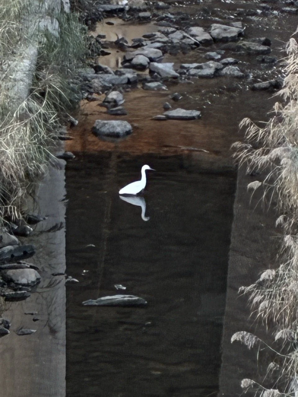 We ‘think’ when we pour tea