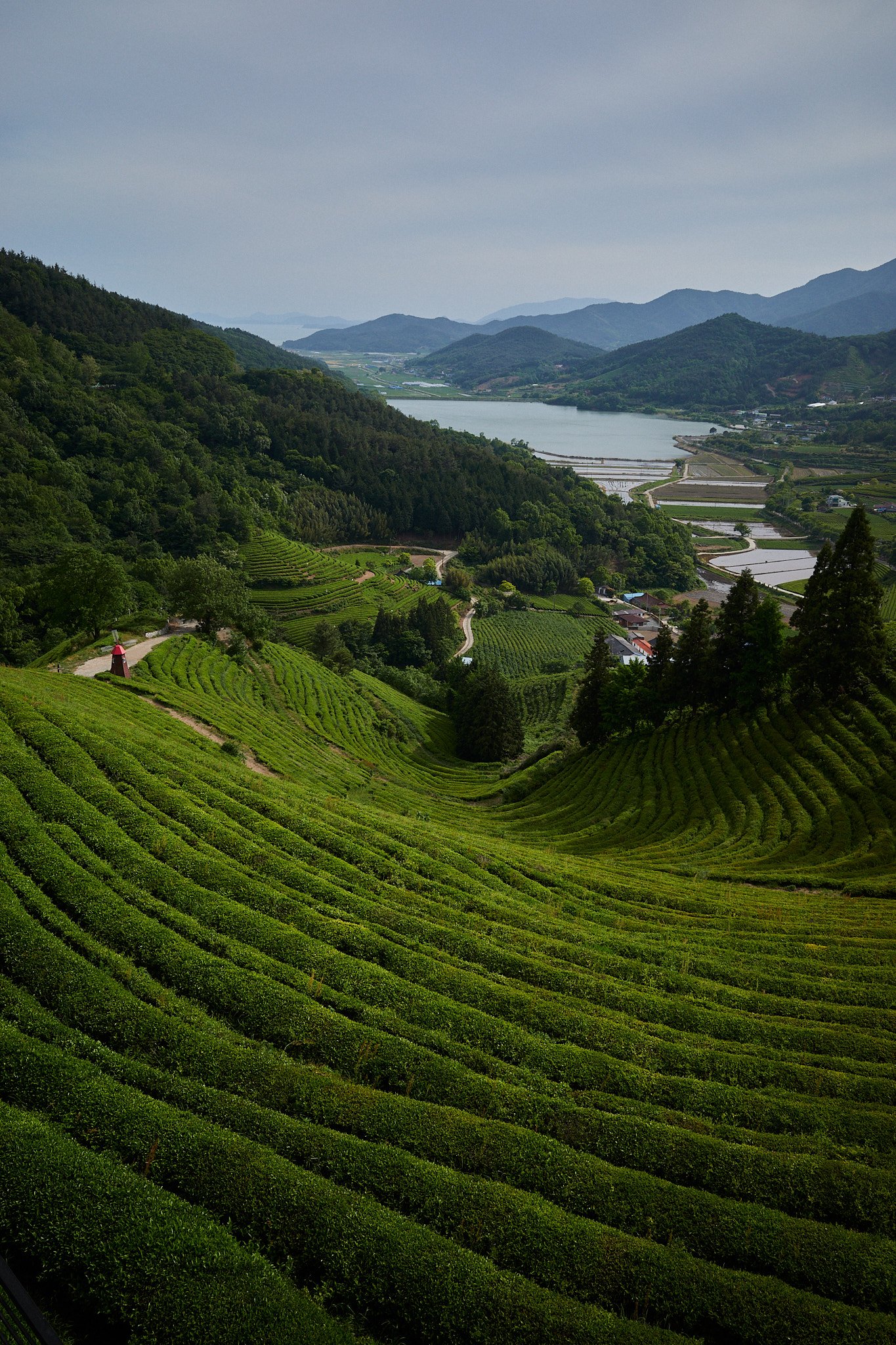 Spring Green Tea and the Pace of the Year