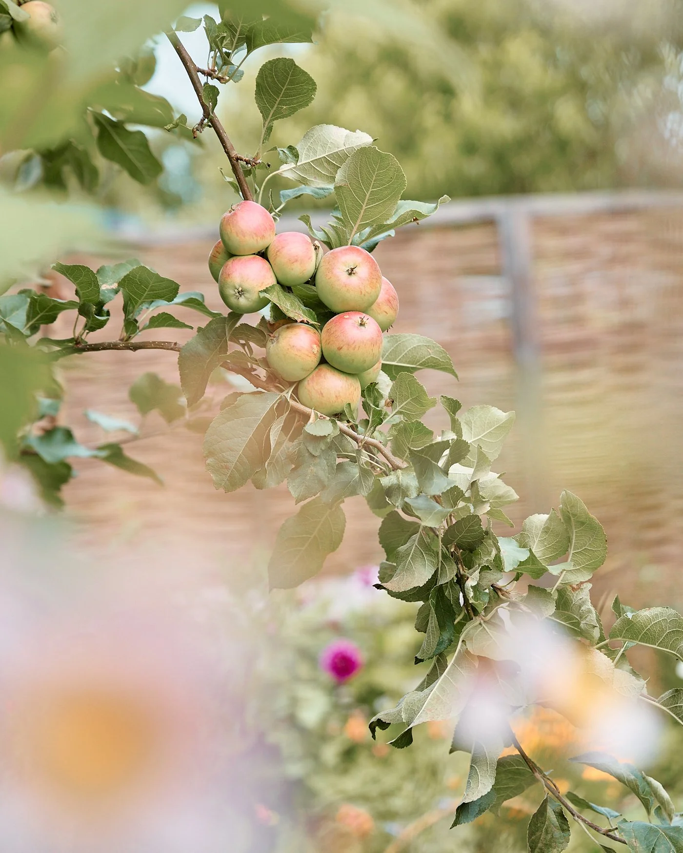 A cluster of apples on a branch with green leaves, with a blurred background of a woven fence and garden.