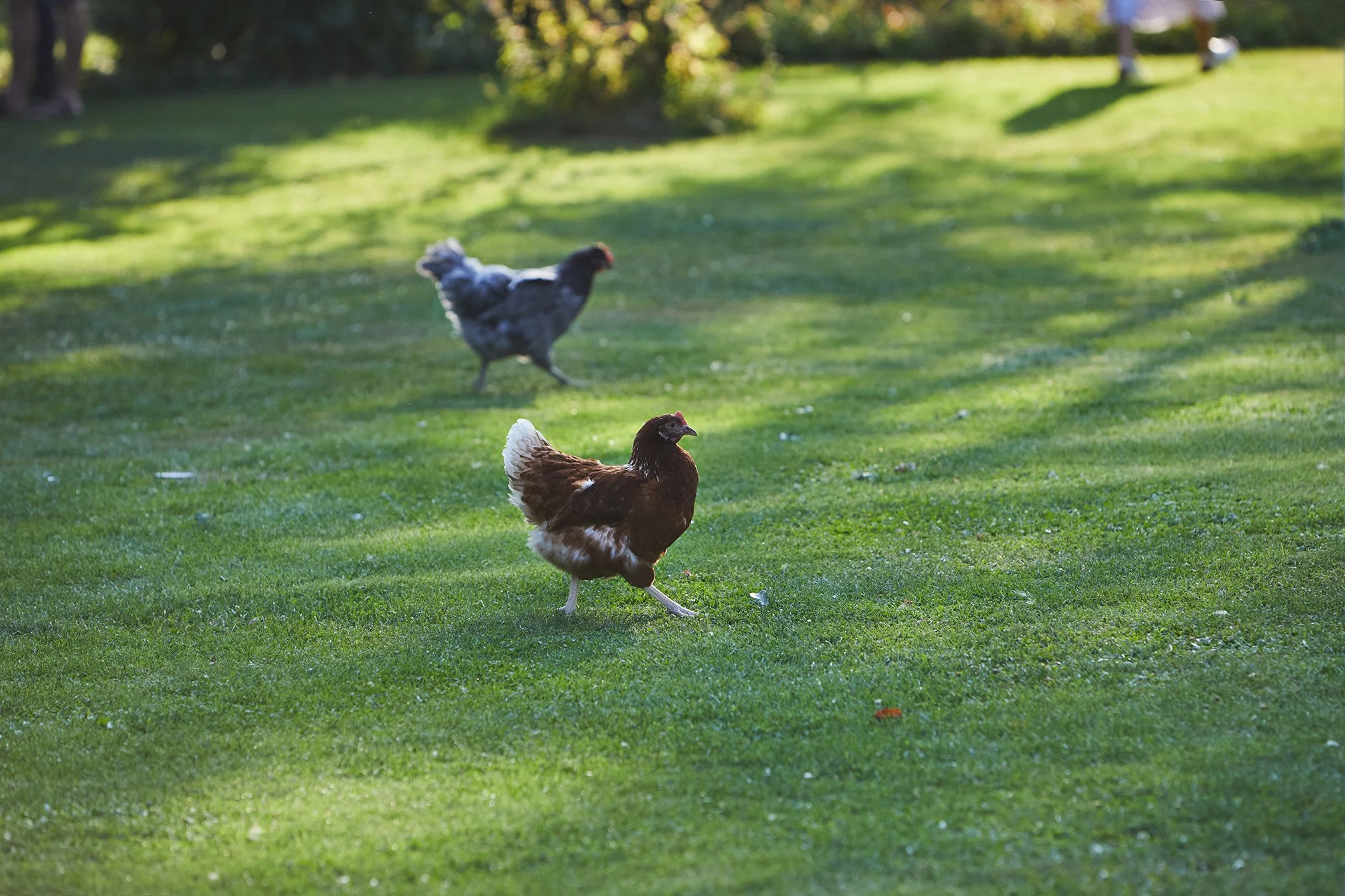 Chicken run