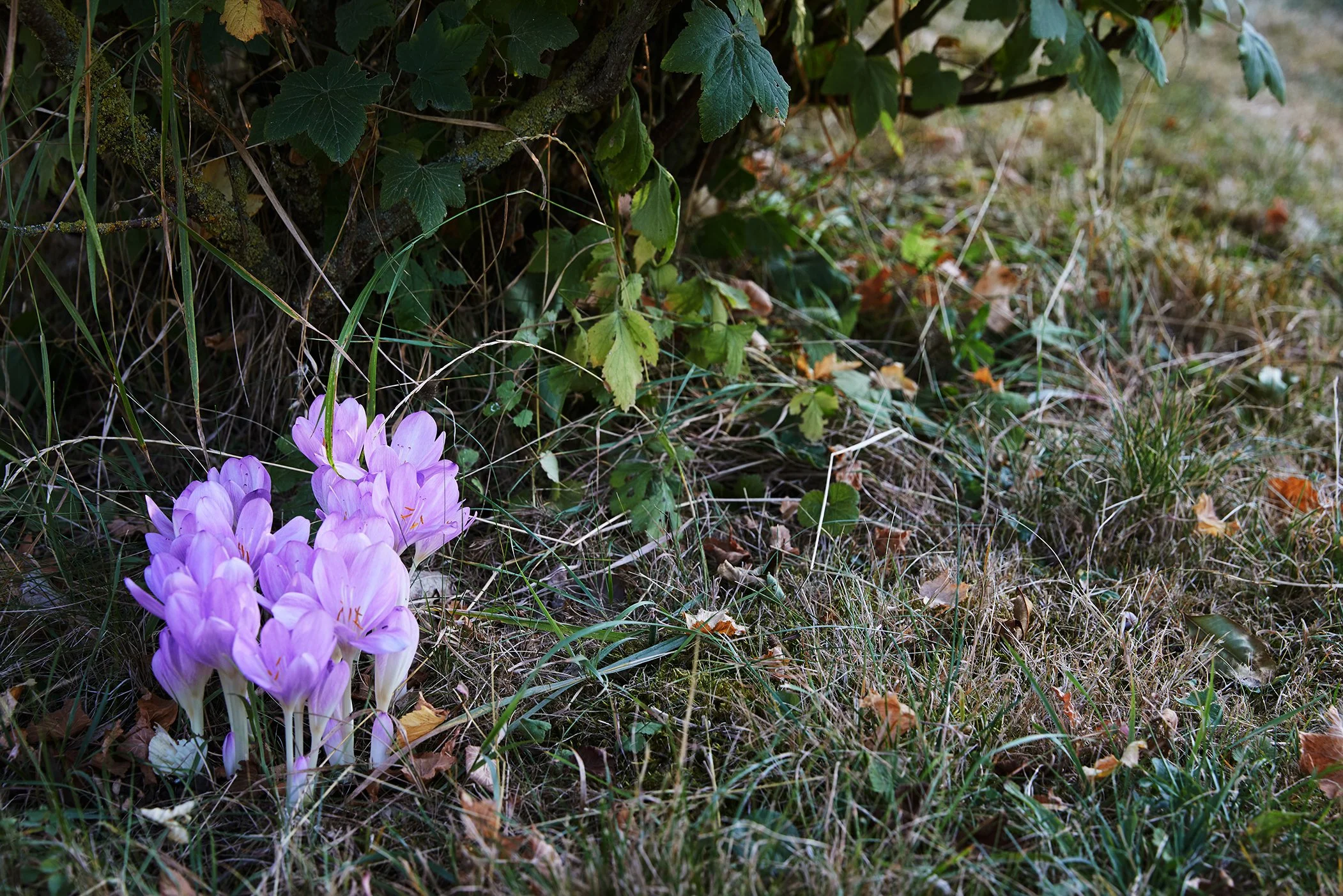 Herbstzeitlose
