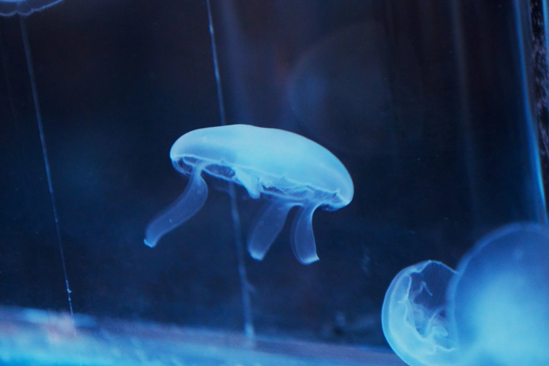 Jellyfish have no hearts