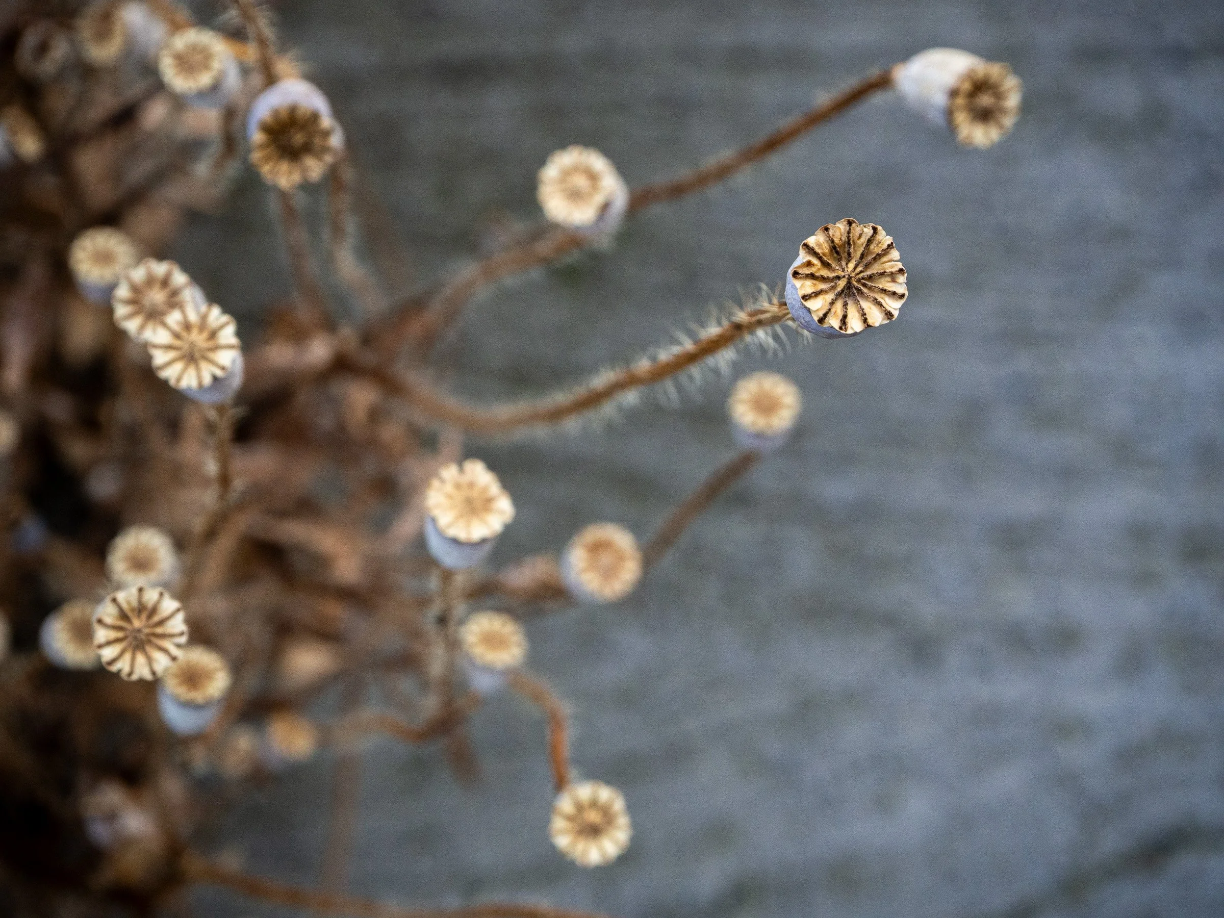 julia-camardese-transitions-05.jpg