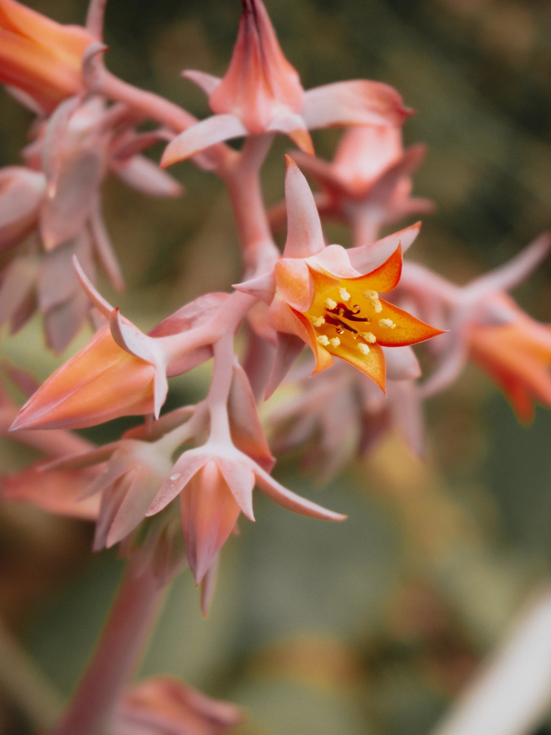 julia-camardese-bloom-16.jpg