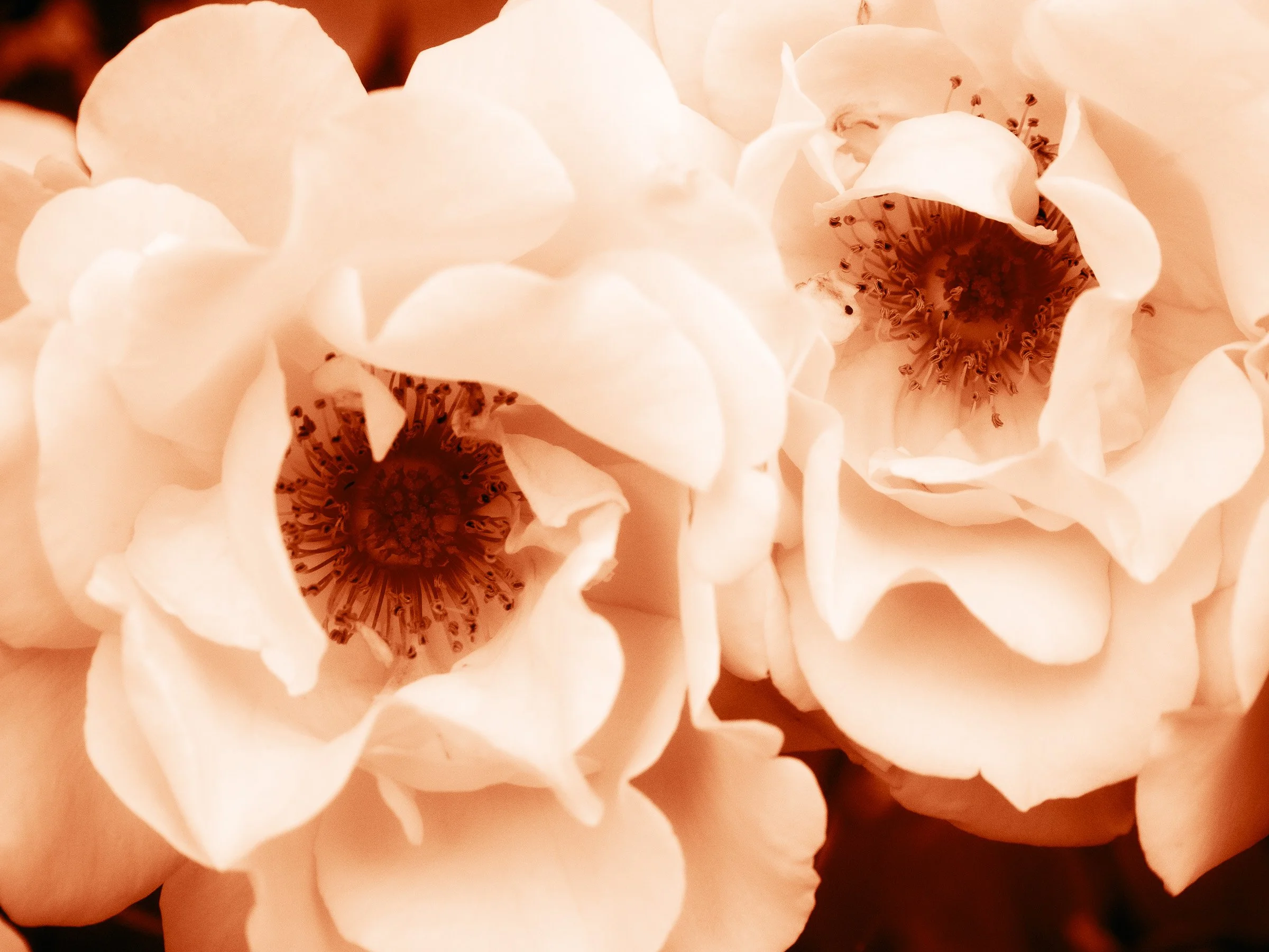 julia-camardese-roses-09.jpg
